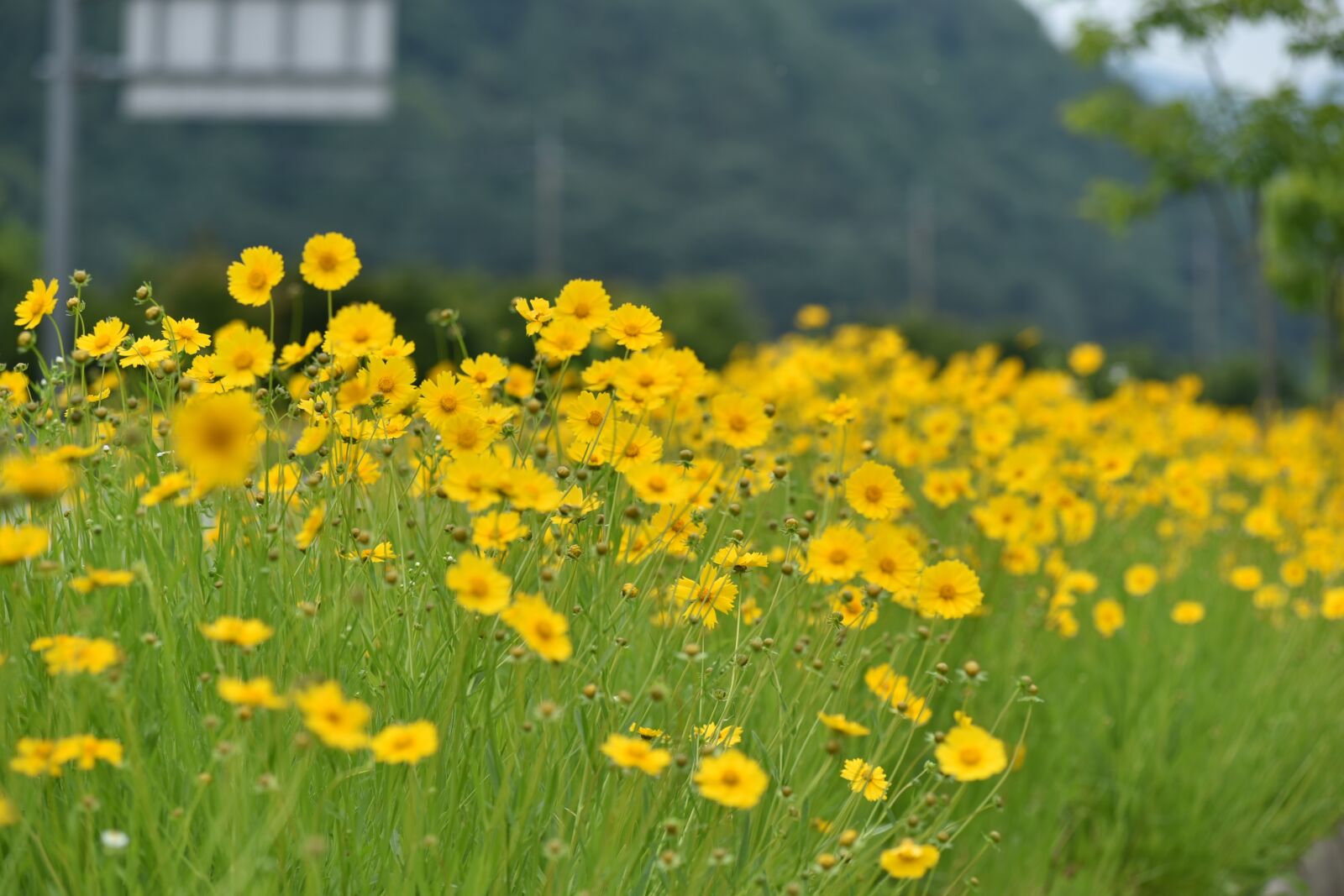 Nikon D750 sample photo. Village, flowers, summer photography