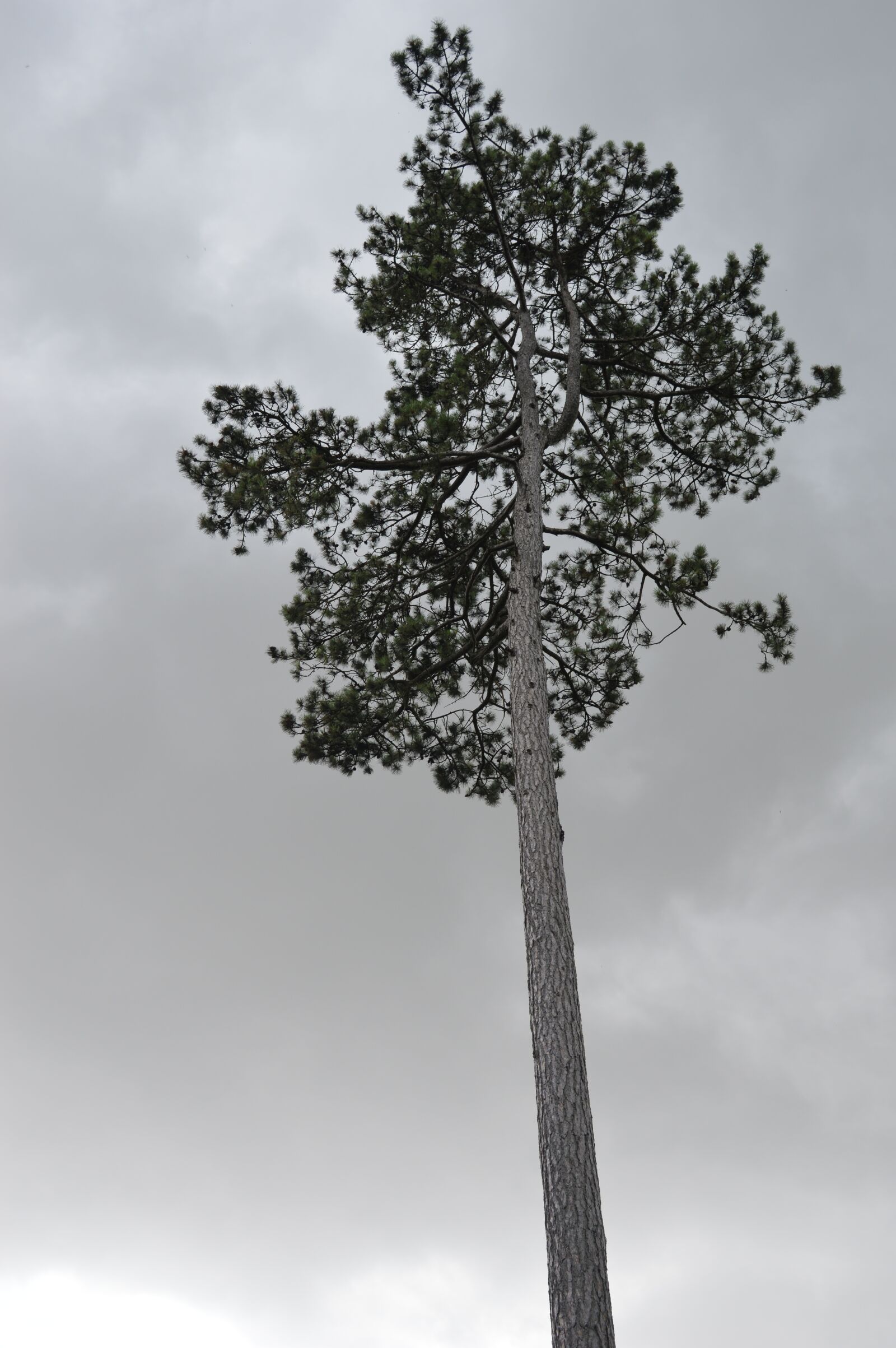 Nikon D3200 sample photo. Tree, sky, grey photography