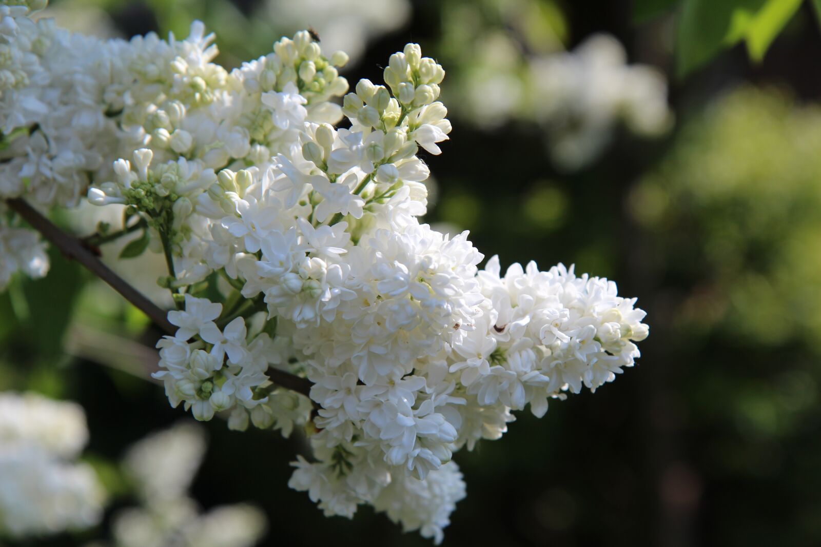 Canon EOS 600D (Rebel EOS T3i / EOS Kiss X5) sample photo. Lilac, white lilac, spring photography