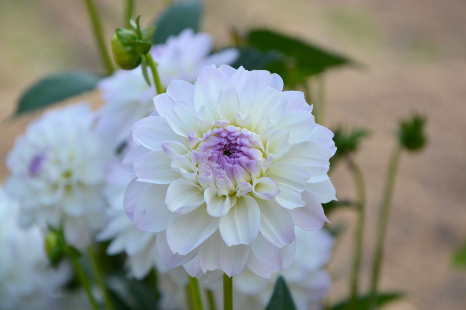 Nikon D5200 sample photo. White flower, white color photography