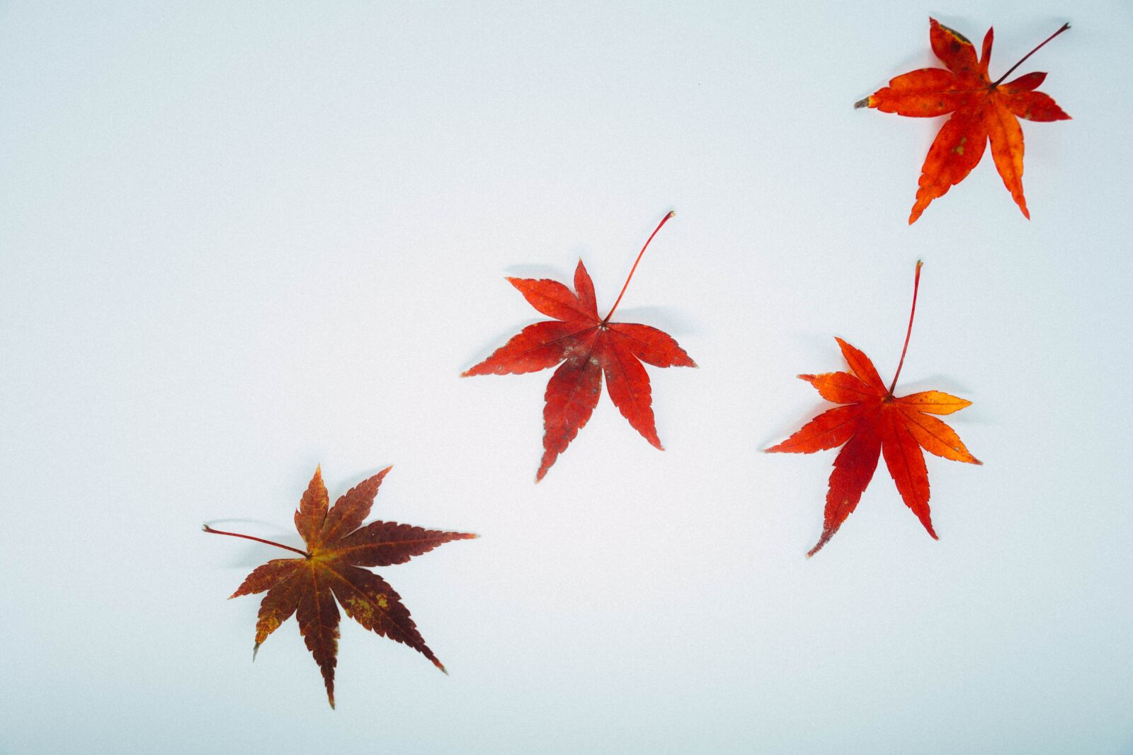 Nikon D7200 sample photo. Leaves, autumn, fall photography