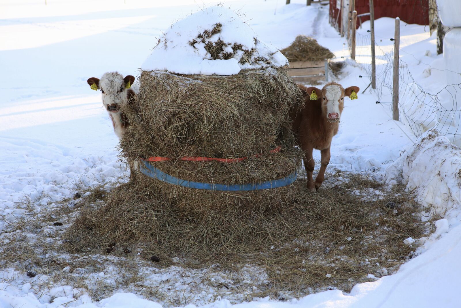 Canon EOS 6D + Canon EF 24-70mm F2.8L USM sample photo. The cow, bovine, a photography