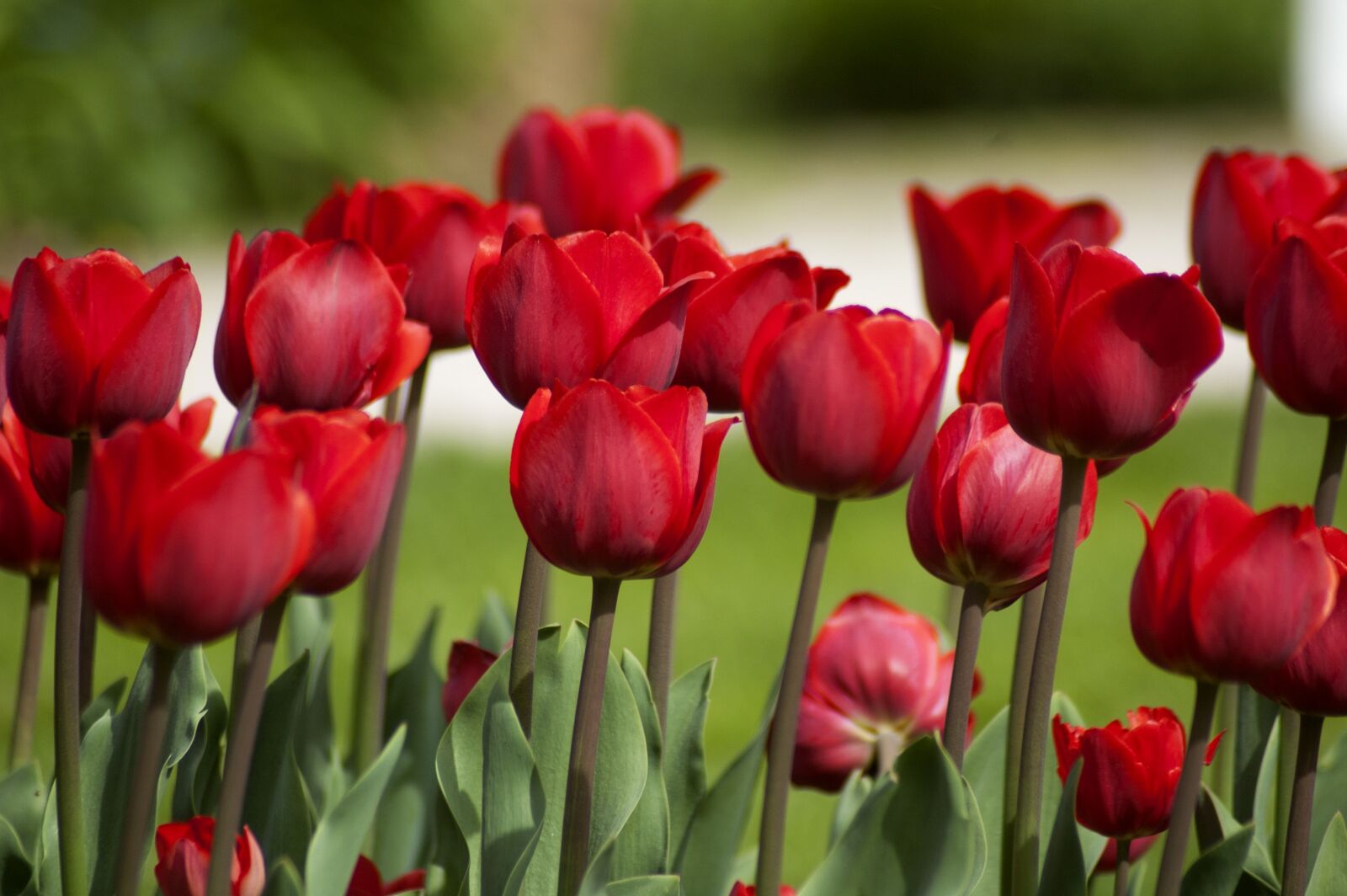 Nikon D70 sample photo. Tulip, flower, tulip spring photography