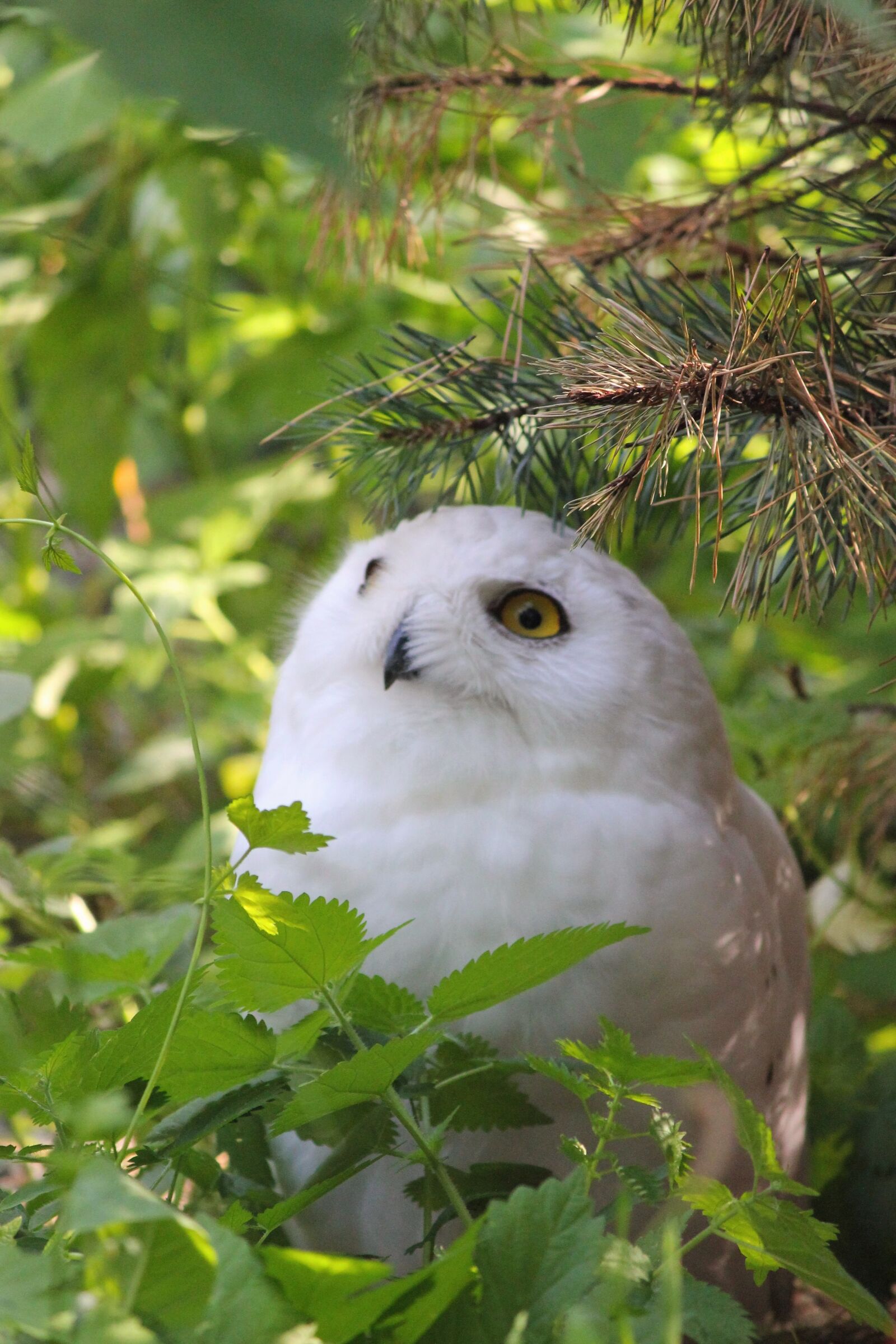 Canon EOS 550D (EOS Rebel T2i / EOS Kiss X4) sample photo. Owl, snowy owl, bird photography