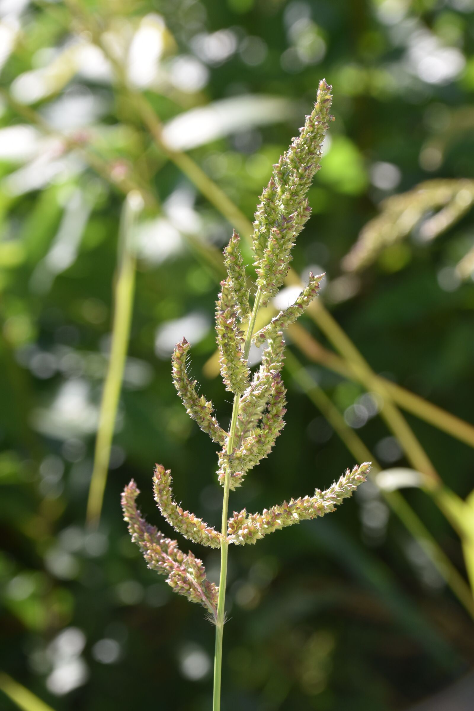 Nikon D5600 sample photo. Plants, green plants, natural photography