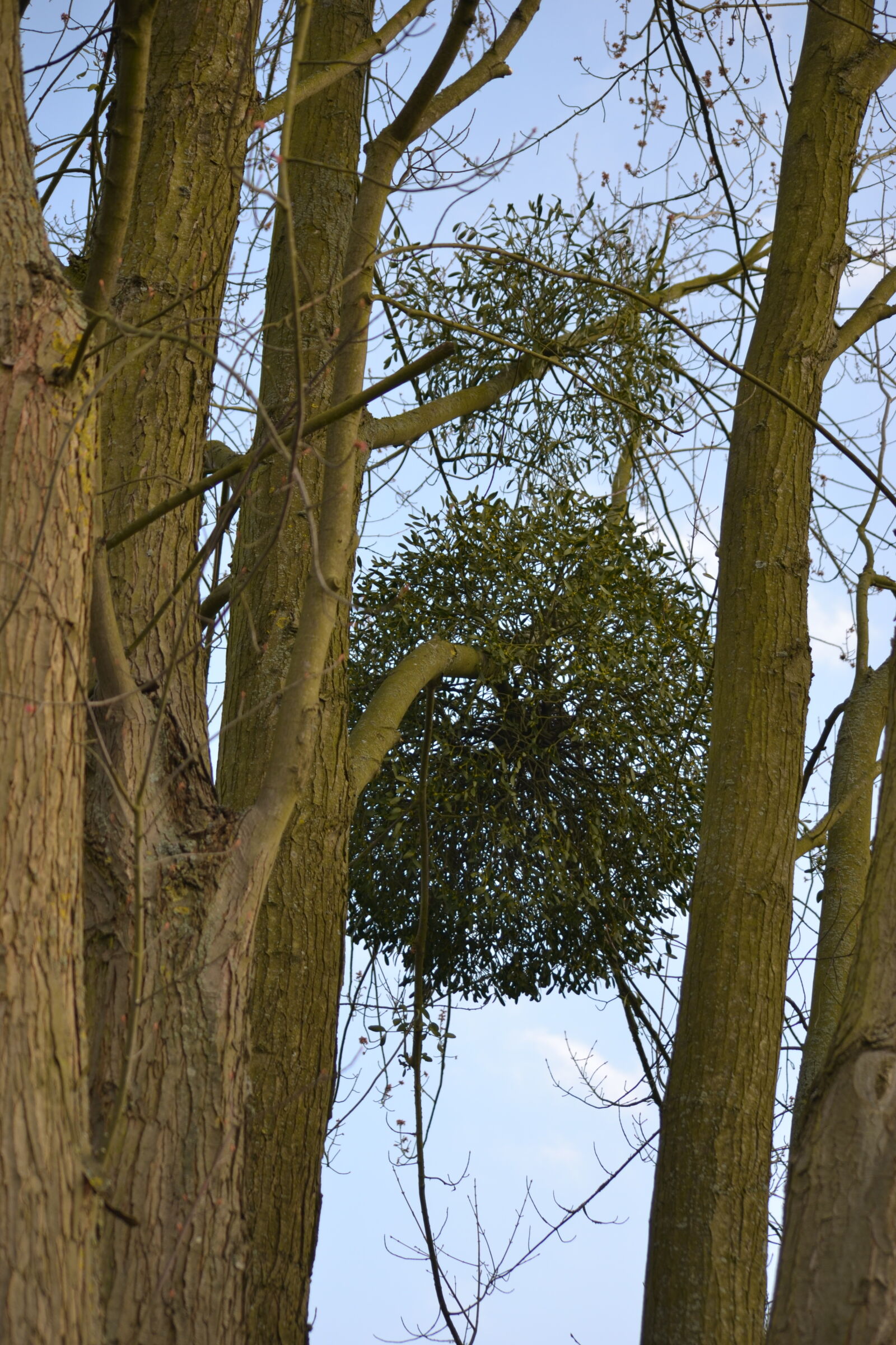 Nikon D3100 sample photo. Tree photography