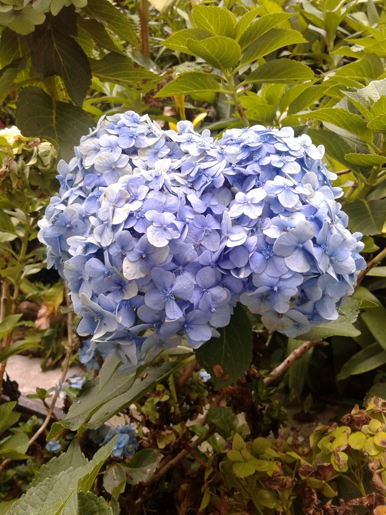 Samsung Galaxy J1 Ace sample photo. Garden, flower, spring photography
