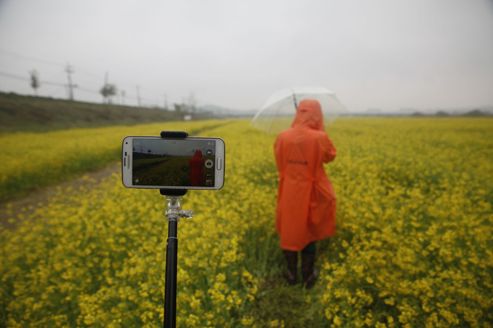 Canon EOS 5D Mark II sample photo. Rapeseed field, sejong city photography