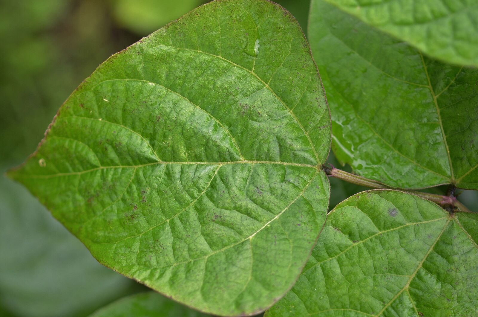 Nikon D7000 sample photo. Natur, leaf, natural photography