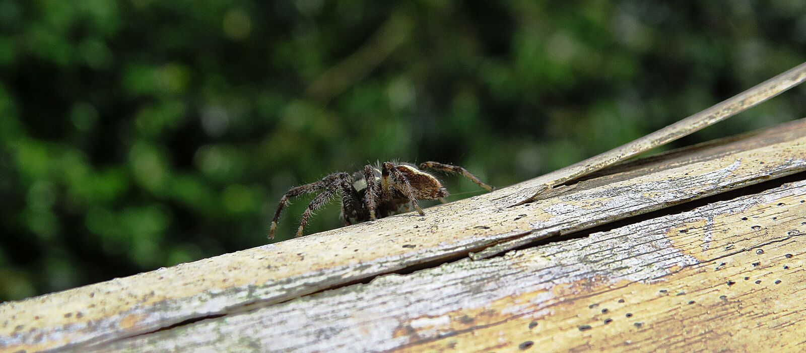 Canon PowerShot SX50 HS sample photo. Image, macro, spider hunter photography