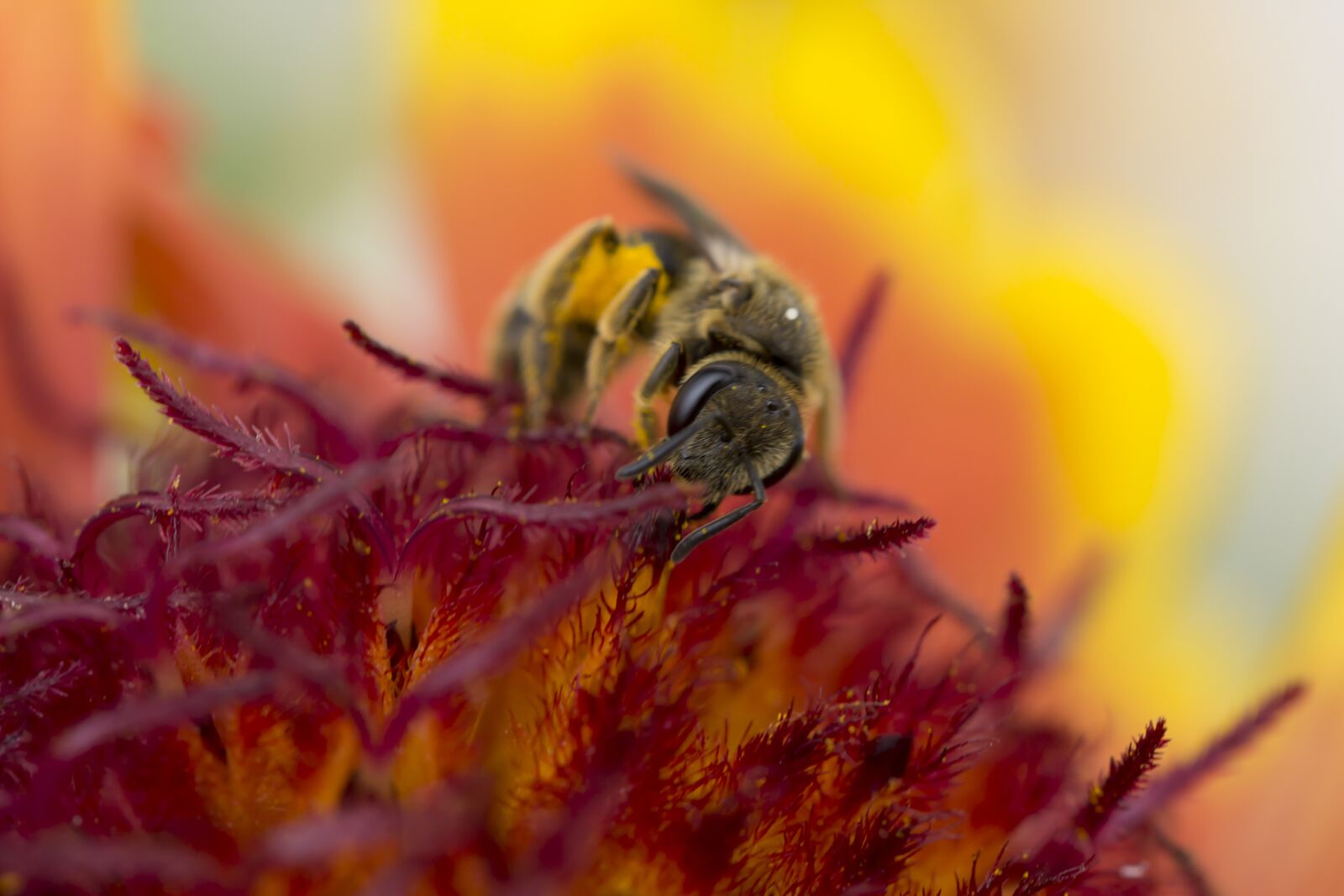 Canon EF-S 60mm F2.8 Macro USM sample photo. Bee, nature, macro photography