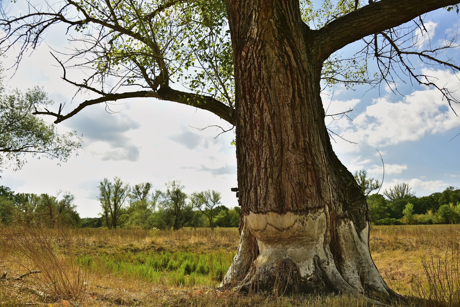 Nikon D5600 sample photo. Tree, tree damage, beaver photography