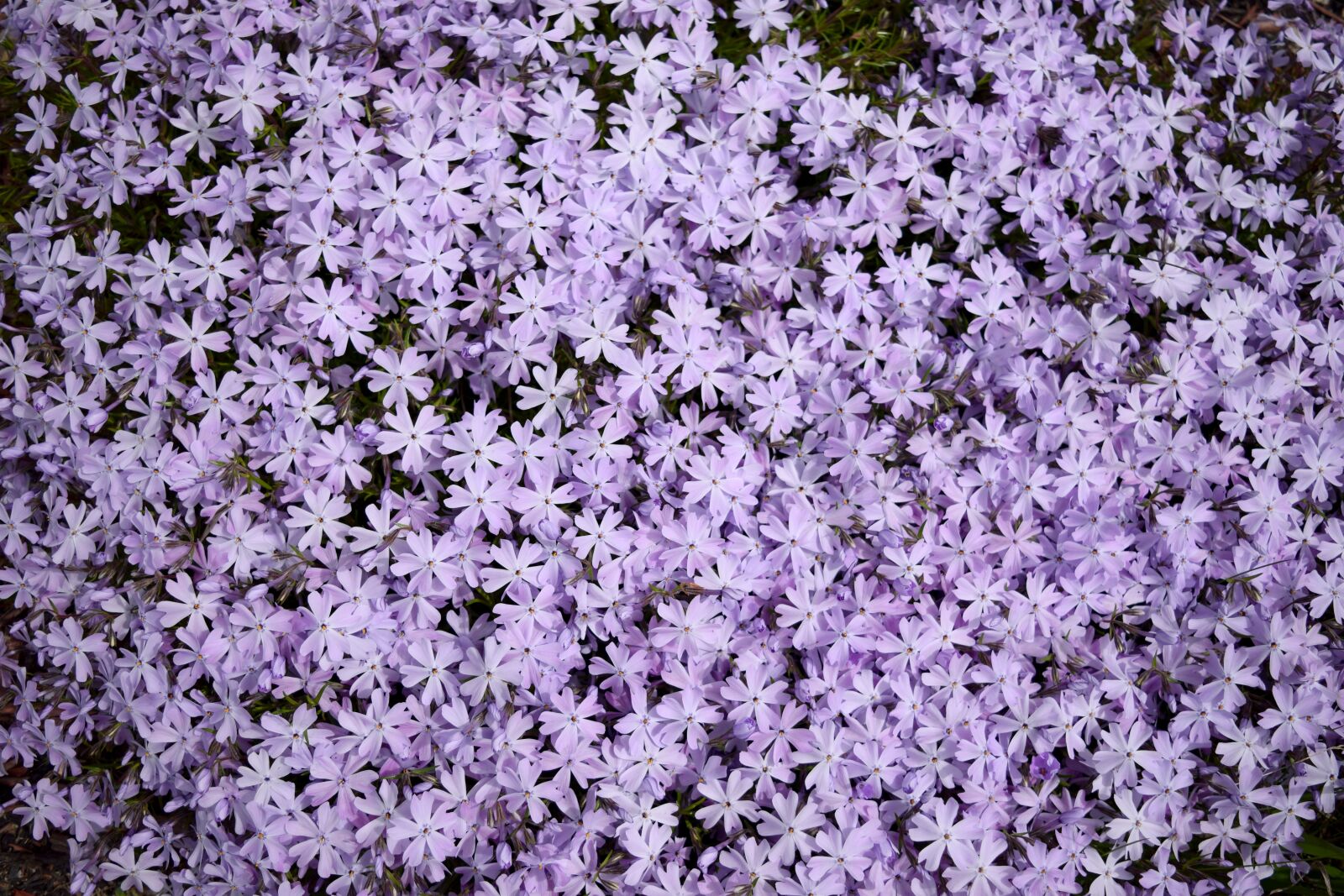 Nikon D5300 sample photo. Flowers, purple, nature photography
