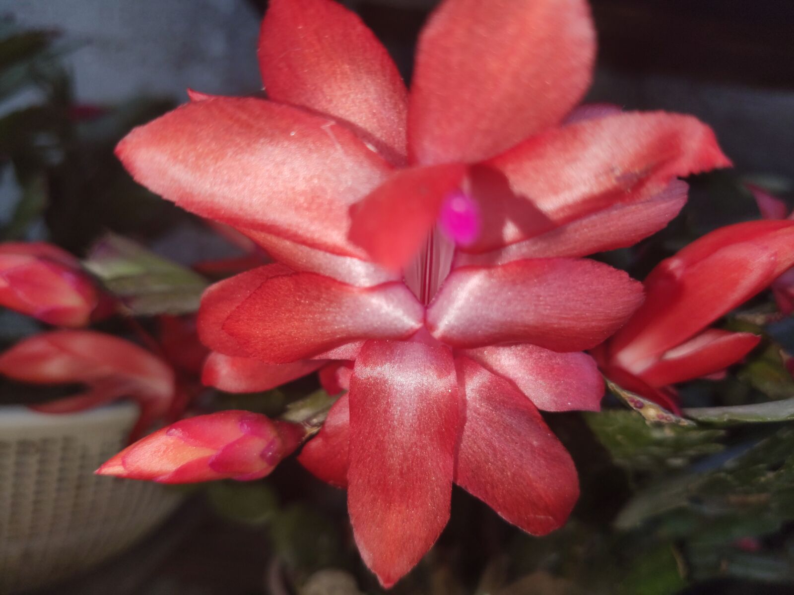 Xiaomi MI 9 sample photo. Flower, plants, nature photography