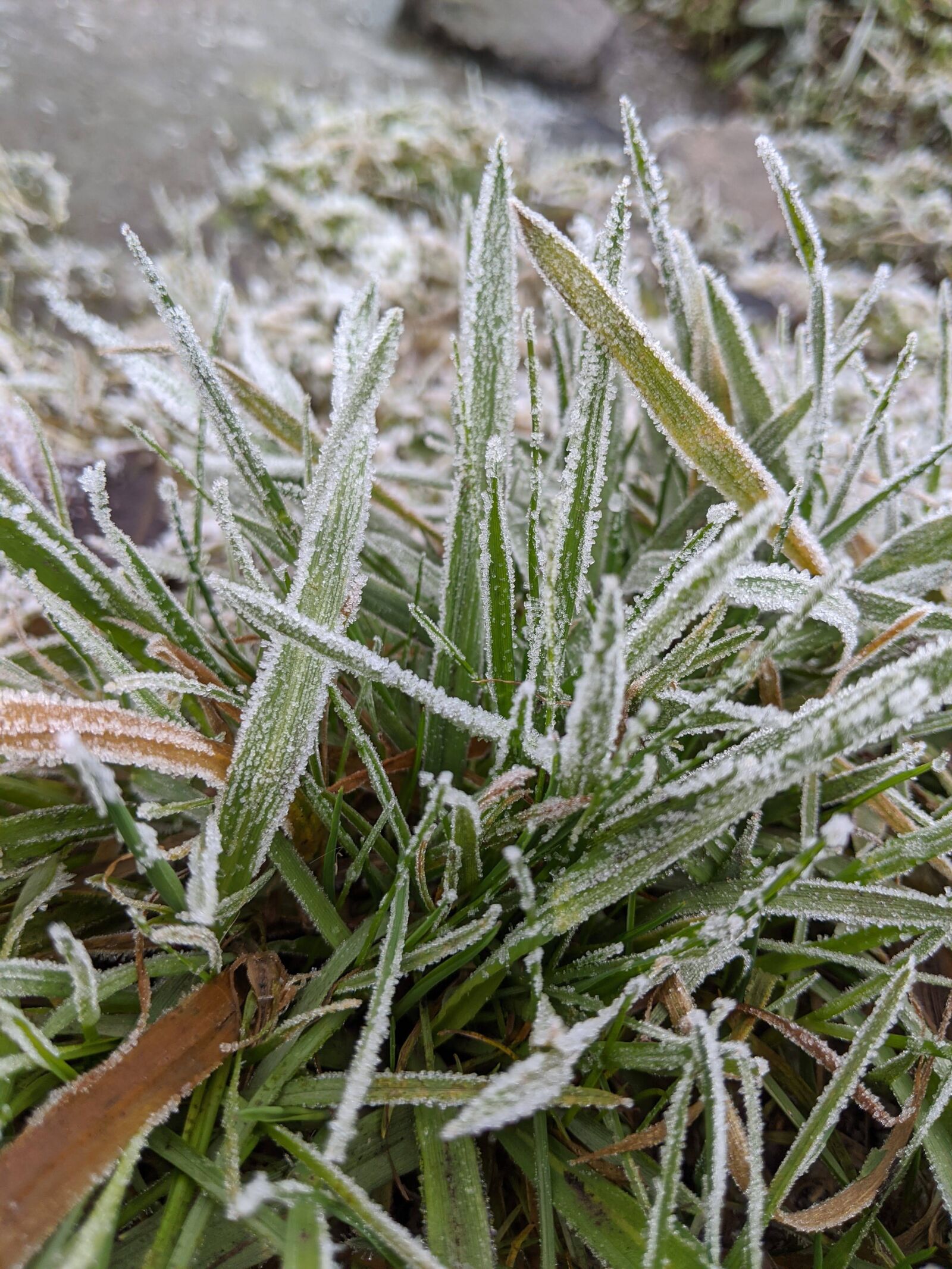 Google Pixel 2 XL sample photo. Grass, frost, snow photography