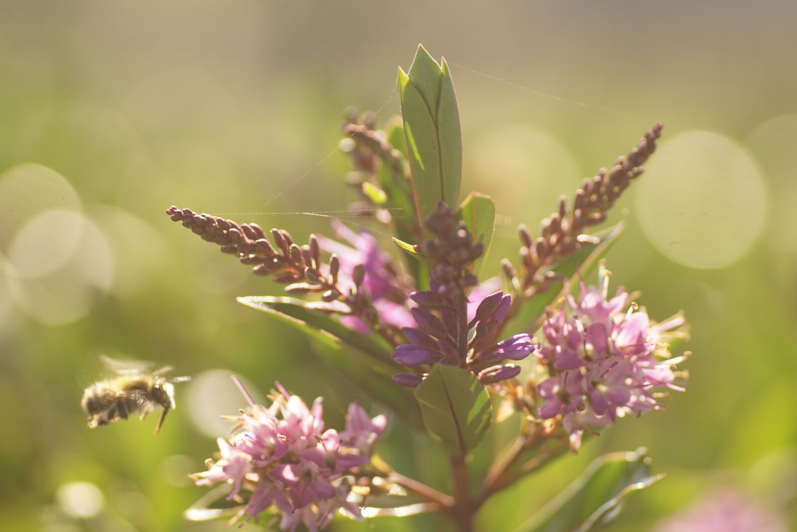 Sony ILCA-77M2 sample photo. Spring, summer, flowers photography