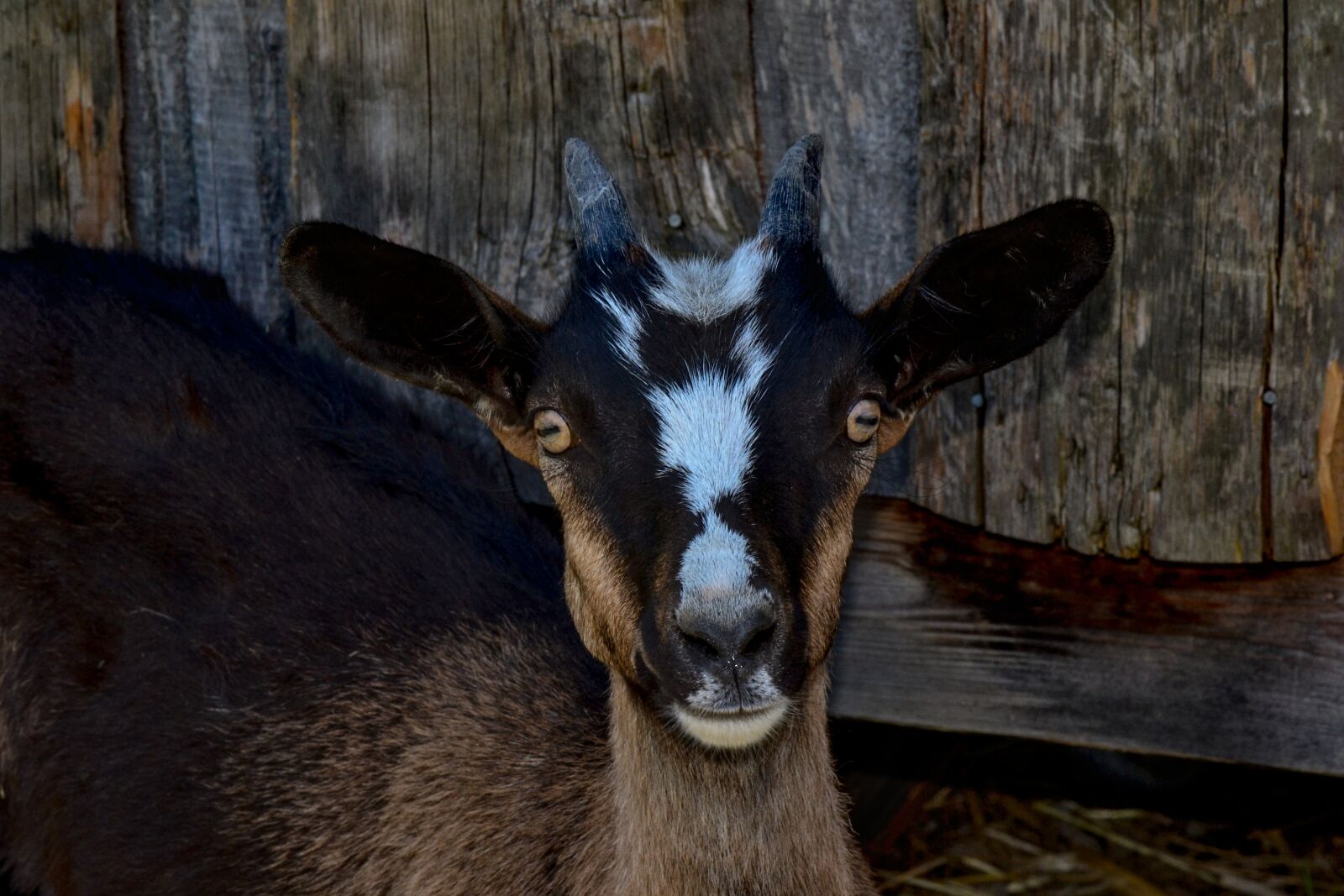 Nikon D3100 sample photo. Goat, animal, animal world photography