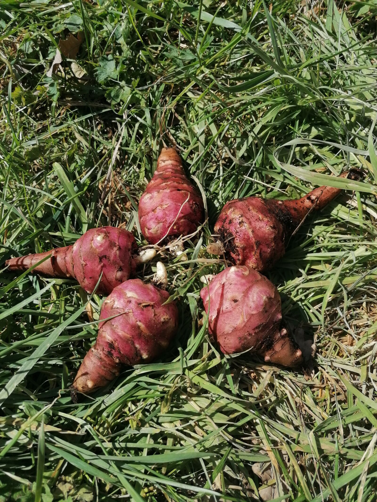 HUAWEI P30 LITE sample photo. Jerusalem artichoke, vegetables, jerusalem photography