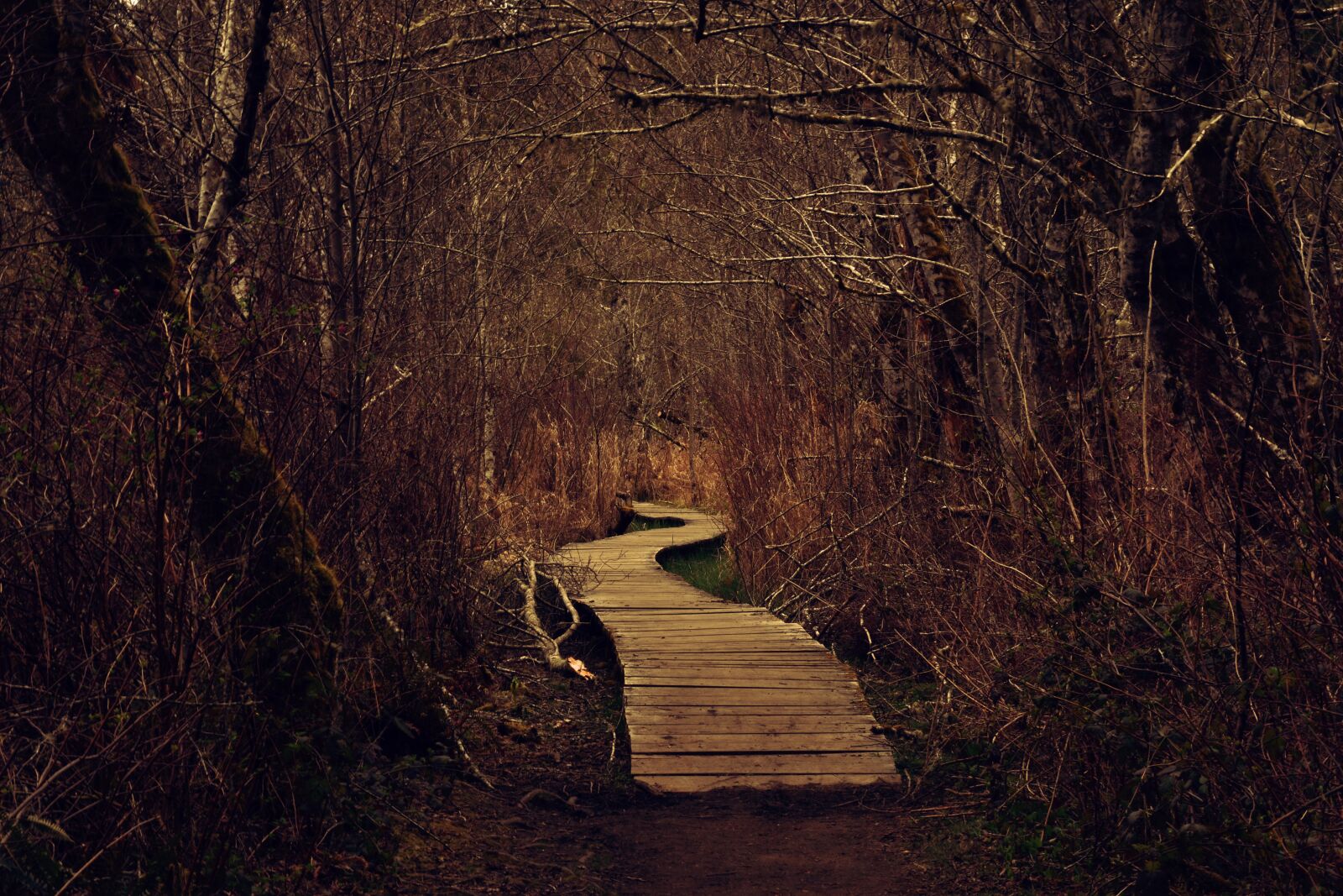 Nikon D5500 sample photo. Path, woods, forest photography