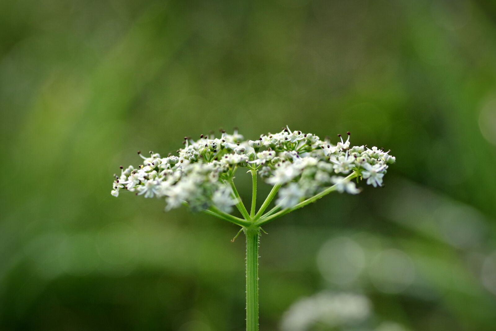 Pentax K-S2 sample photo. Wild carrot, flower, the photography