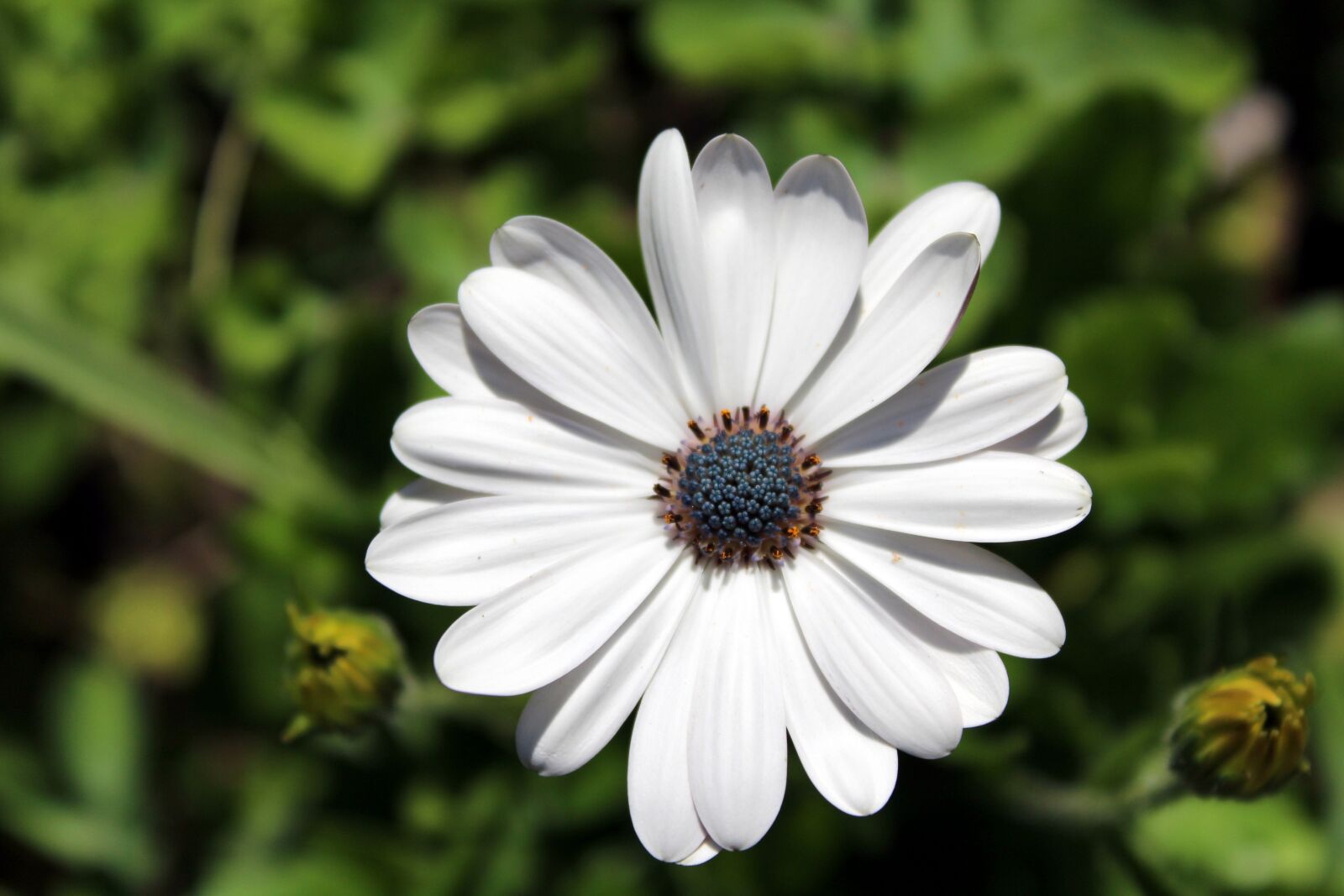 Canon EOS 1200D (EOS Rebel T5 / EOS Kiss X70 / EOS Hi) sample photo. Flower, plant, nature photography