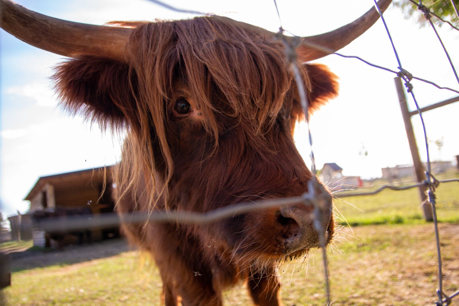 Canon EOS 700D (EOS Rebel T5i / EOS Kiss X7i) sample photo. Bull, buffalo, the horn photography