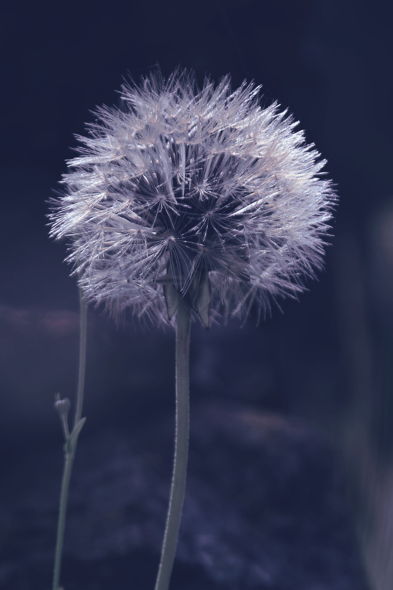 Nikon D3300 sample photo. Dandelion, details, flower, macro photography