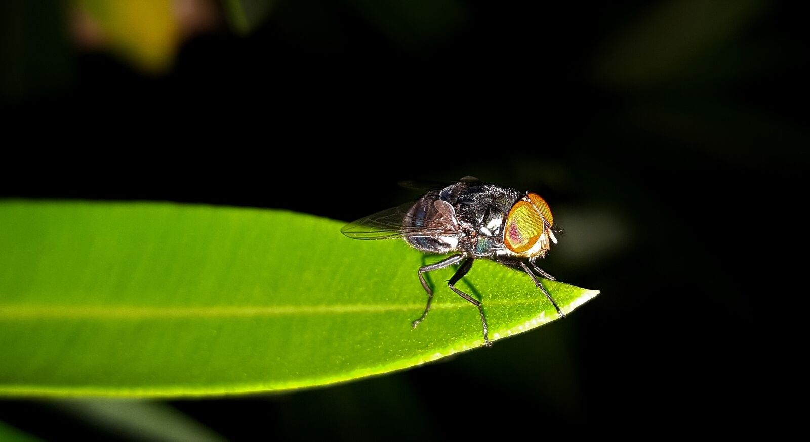 Samsung Galaxy Note5 sample photo. Fly, housefly, insect photography