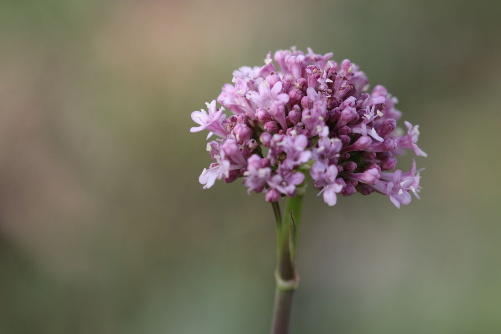 Canon EOS 70D + Canon EF 100mm F2.8 Macro USM sample photo. Green, pink, flower photography