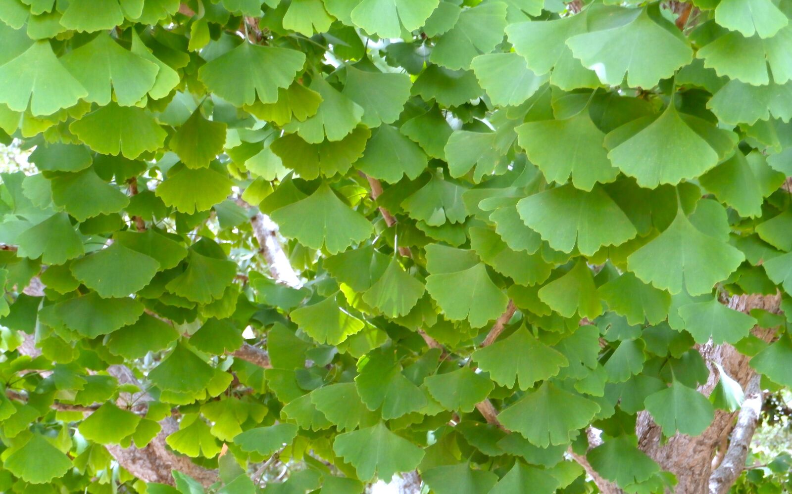 Olympus VR340,D750 sample photo. Ginko biloba, leaf, tree photography