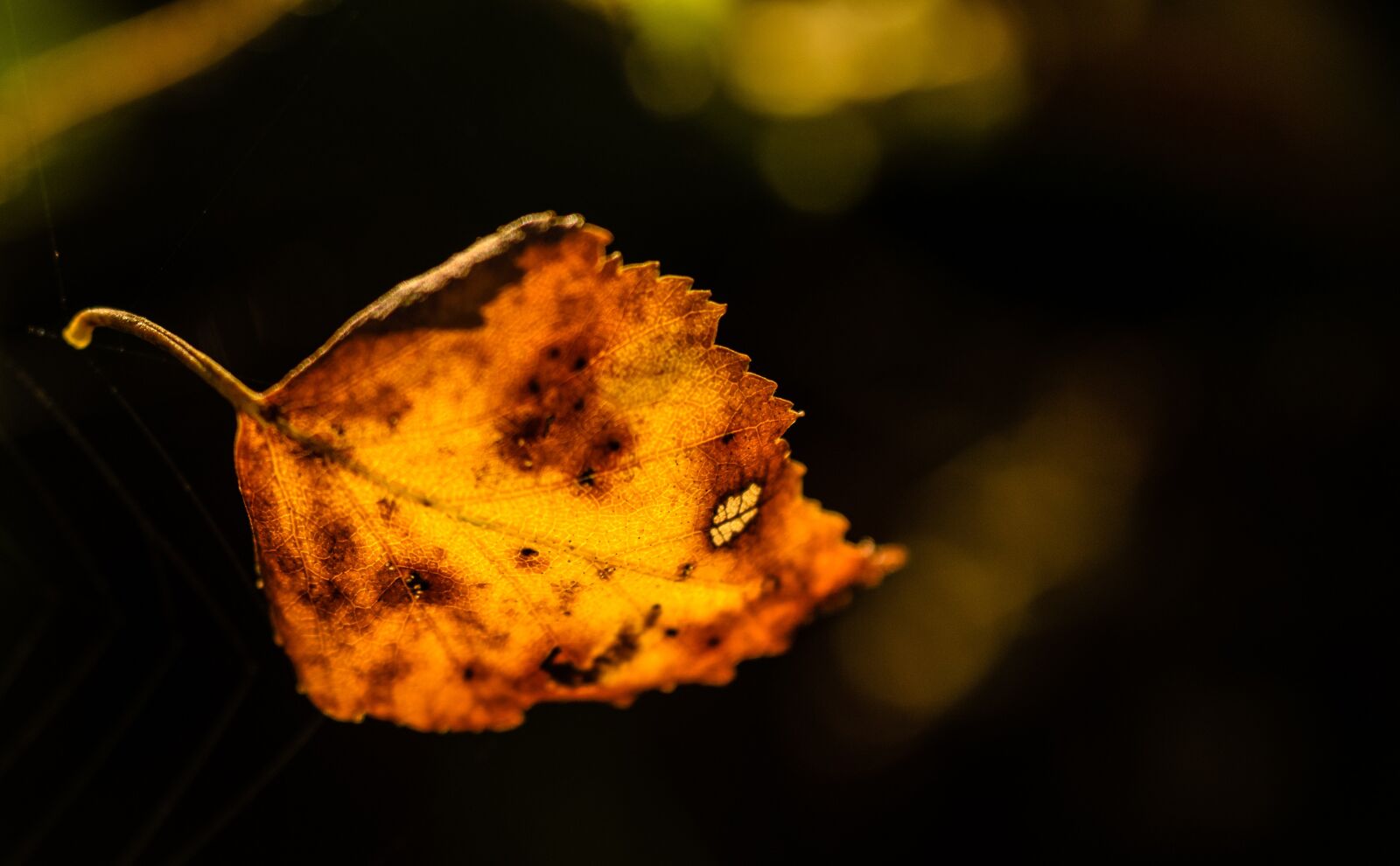 Nikon D7000 sample photo. Autumn, leaf, orange photography