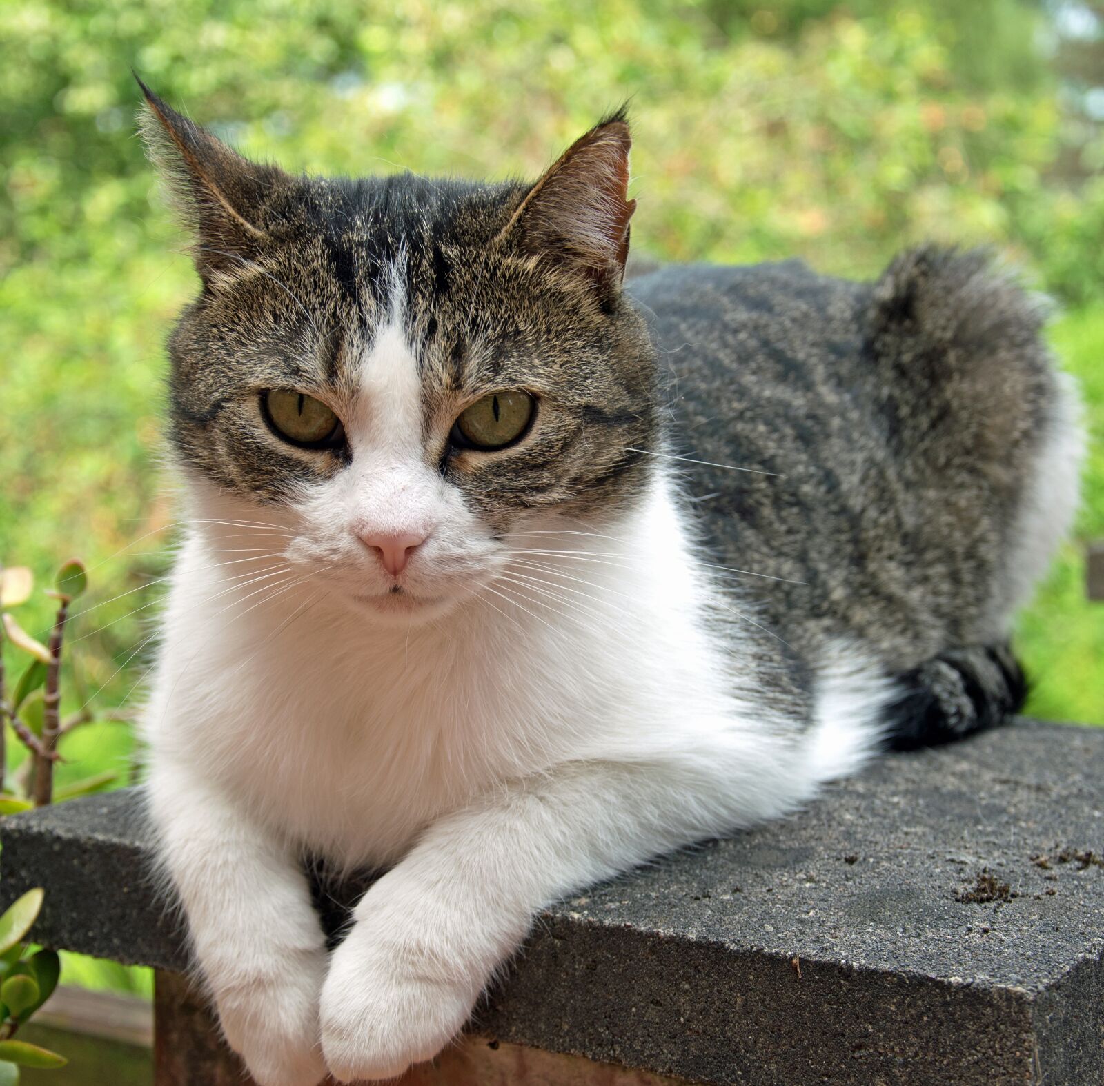 Nikon D3300 sample photo. Cat, animal, pet photography