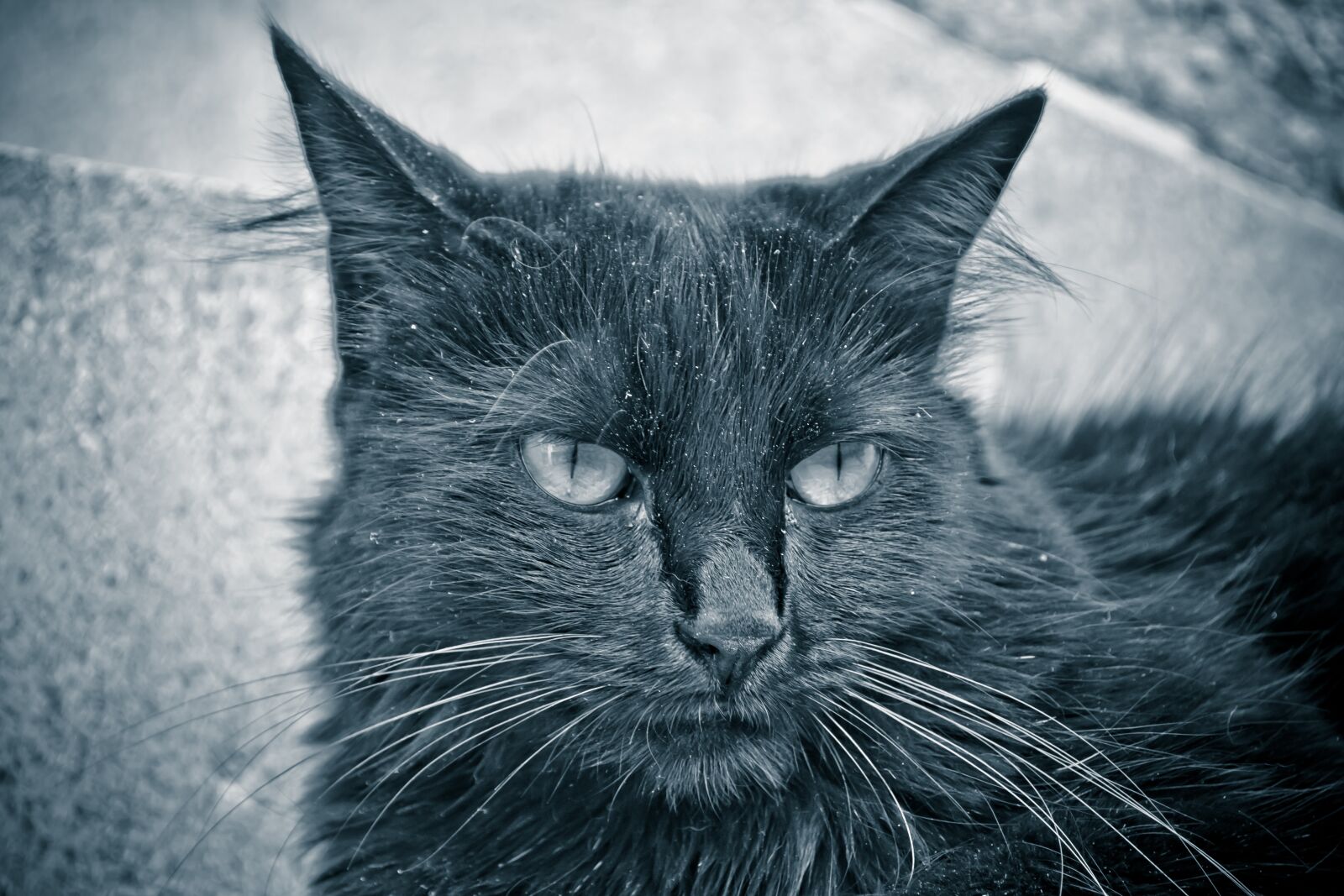 Nikon D3100 sample photo. Cat, pet, black photography