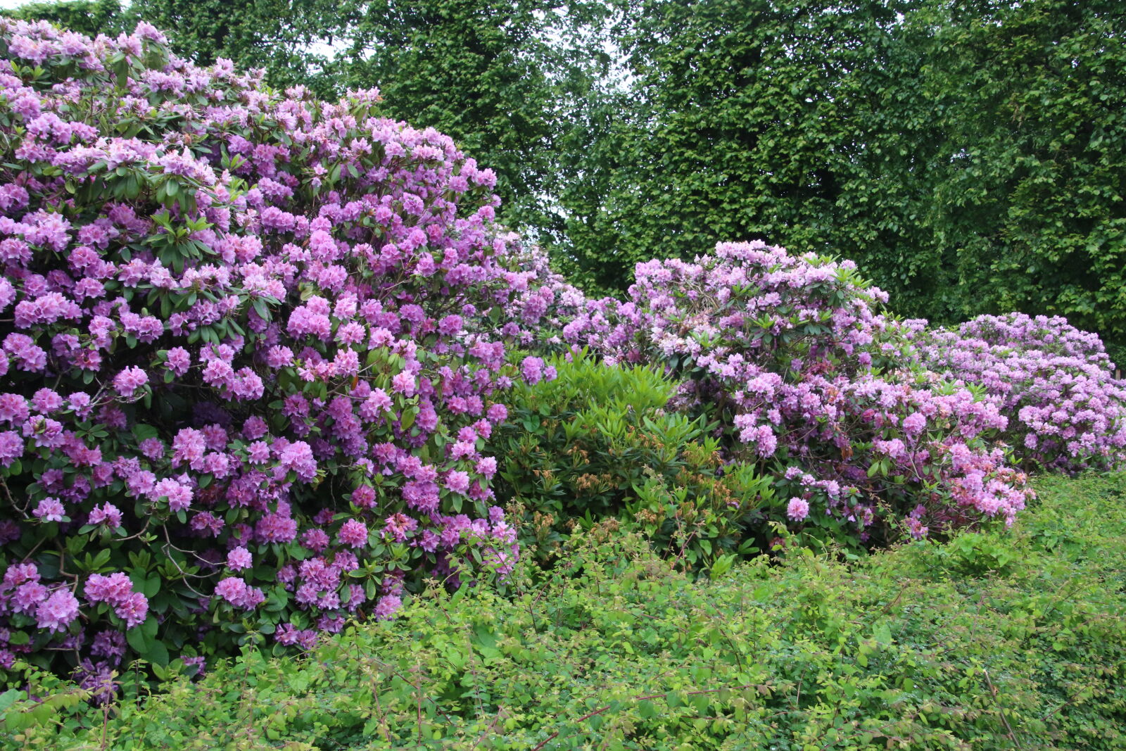 Canon EOS 7D Mark II sample photo. Flower, hedge, flowers, garden photography