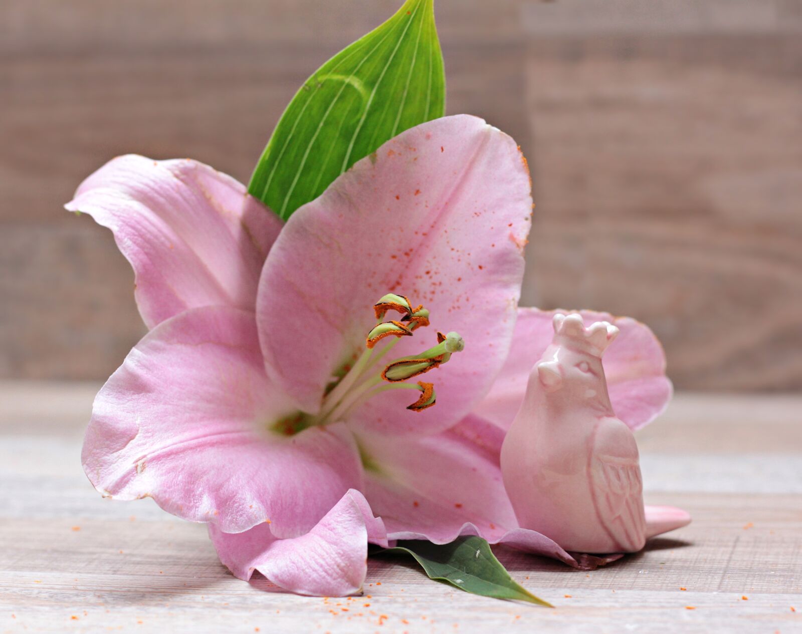 Canon EOS 550D (EOS Rebel T2i / EOS Kiss X4) sample photo. Lily, flower, blossom photography