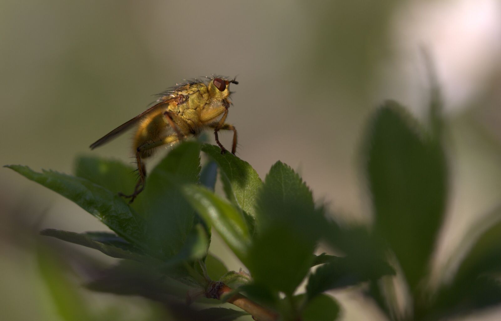 Canon EOS 700D (EOS Rebel T5i / EOS Kiss X7i) sample photo. Insecta, wet, residence photography