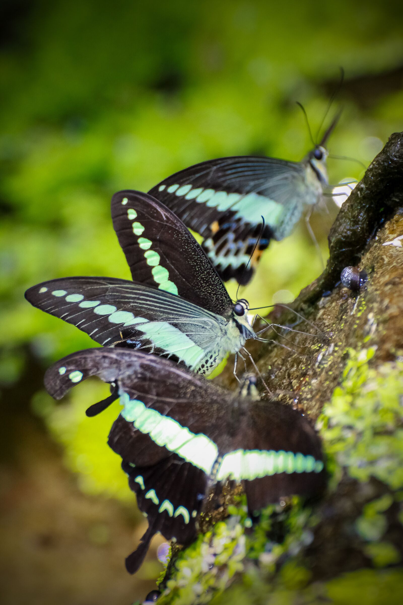 Canon EOS 50D sample photo. Butterfly, garden, nature photography