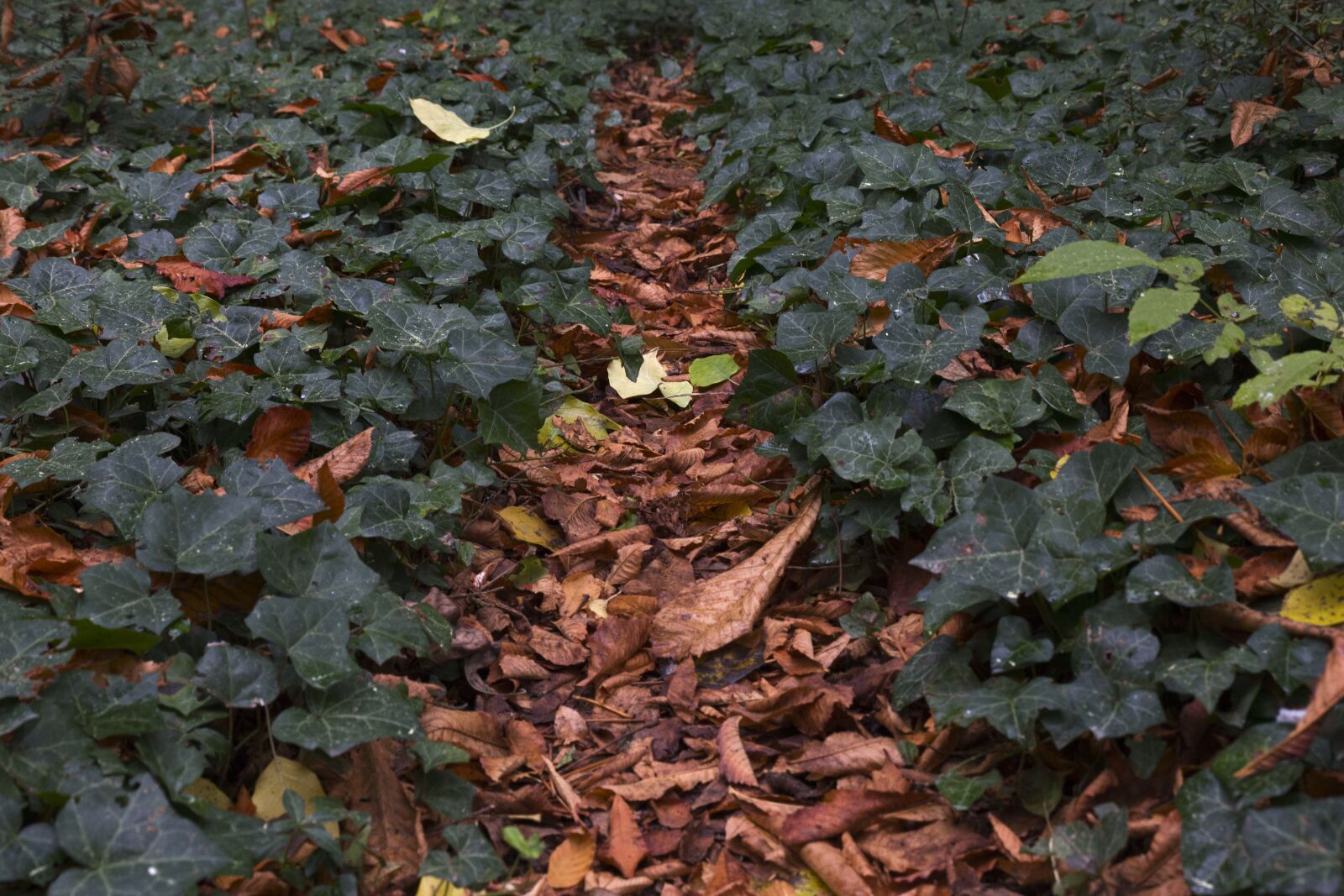 Canon EOS 6D sample photo. Leaves, autumn, nature photography
