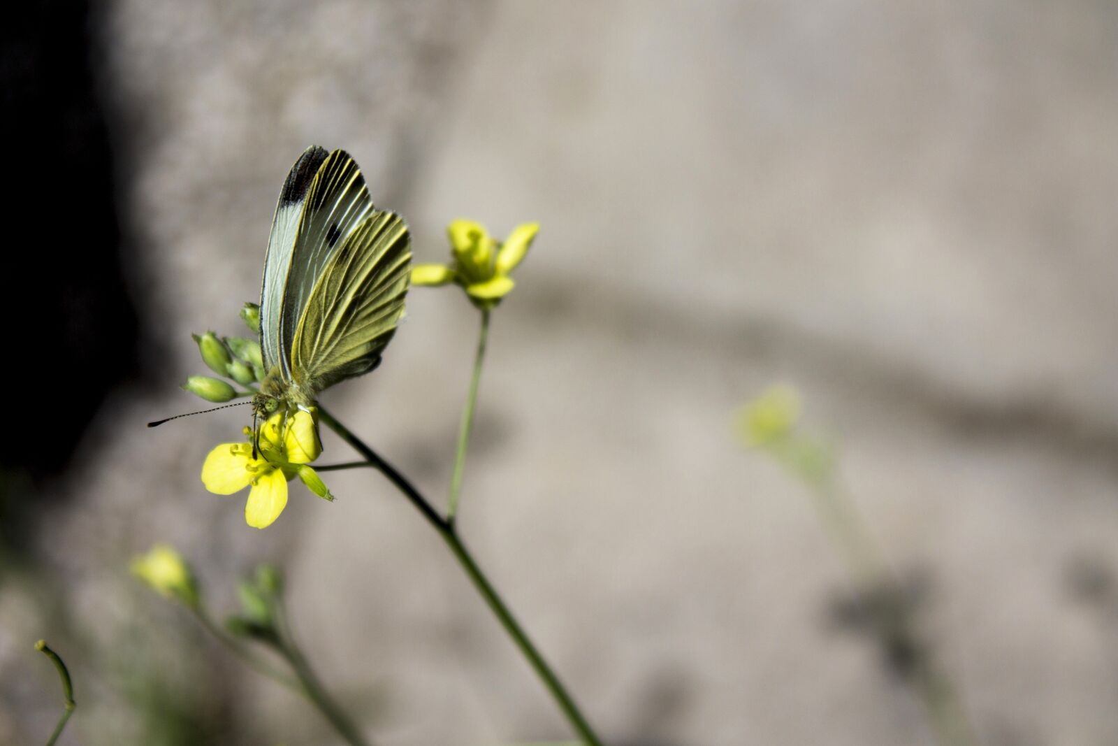 Canon EF-S 18-55mm F3.5-5.6 IS sample photo. Butterfly, yellow, insect photography