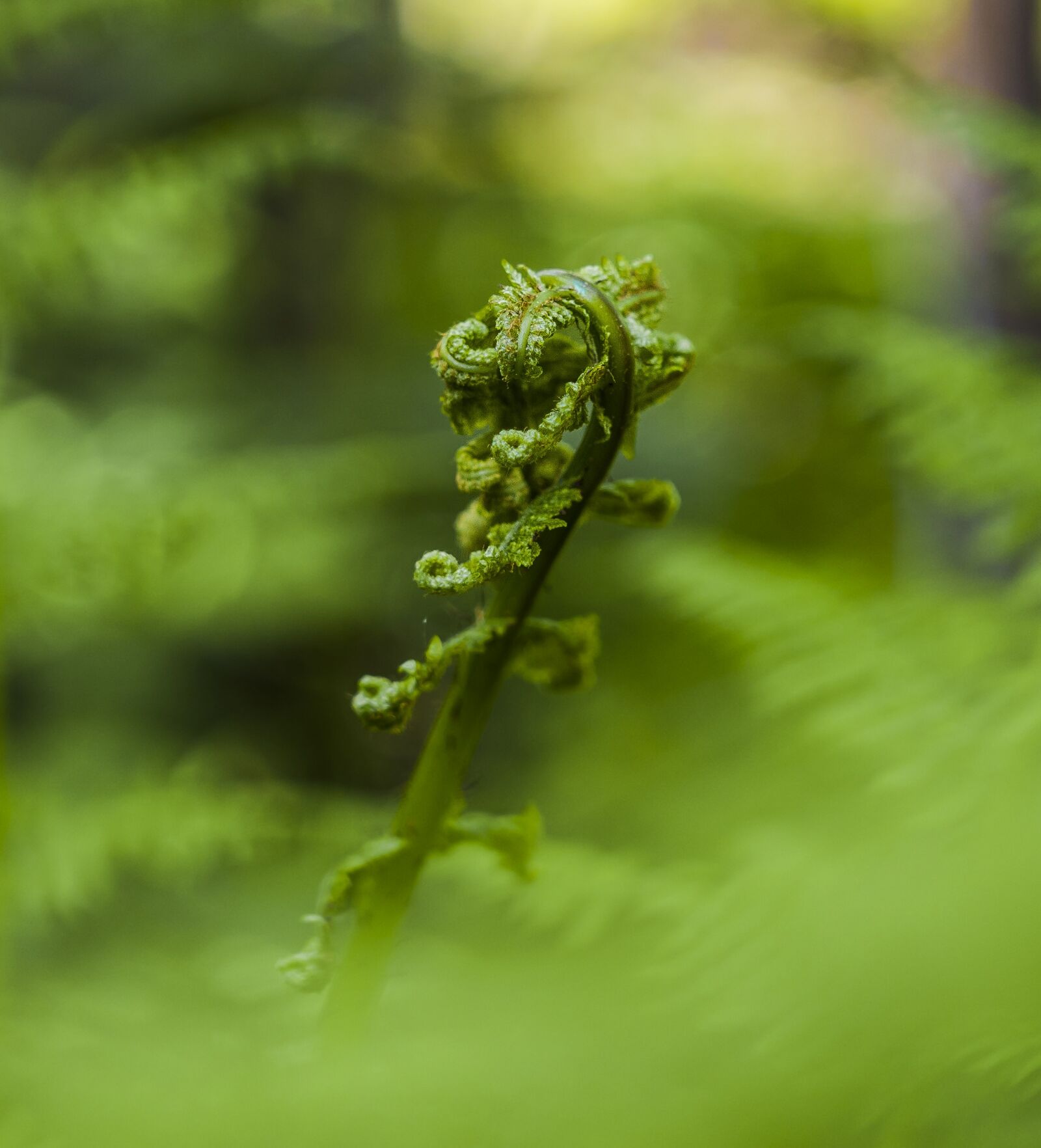 Sony a6300 + Sigma 30mm F2.8 EX DN sample photo. Fern, sprouts, young photography