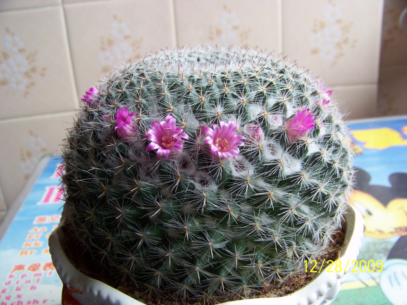 Kodak Z812 IS ZOOM DIGITAL CAMERA sample photo. Own flowers, close-up, share photography