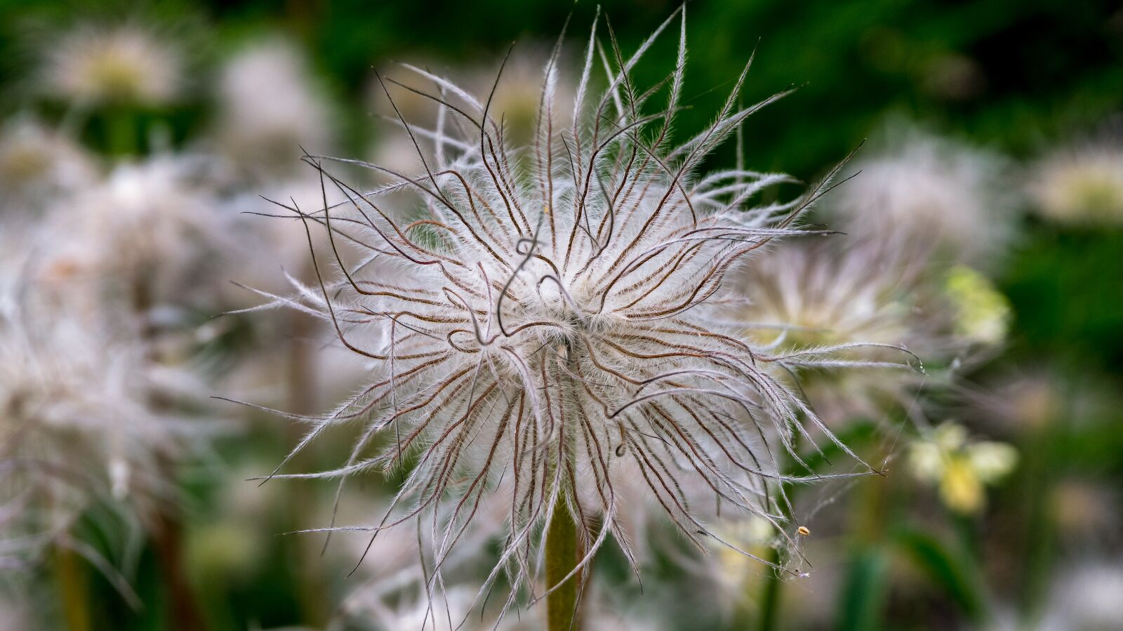 Sony Alpha a5000 (ILCE 5000) sample photo. Plant, flower, pasque photography