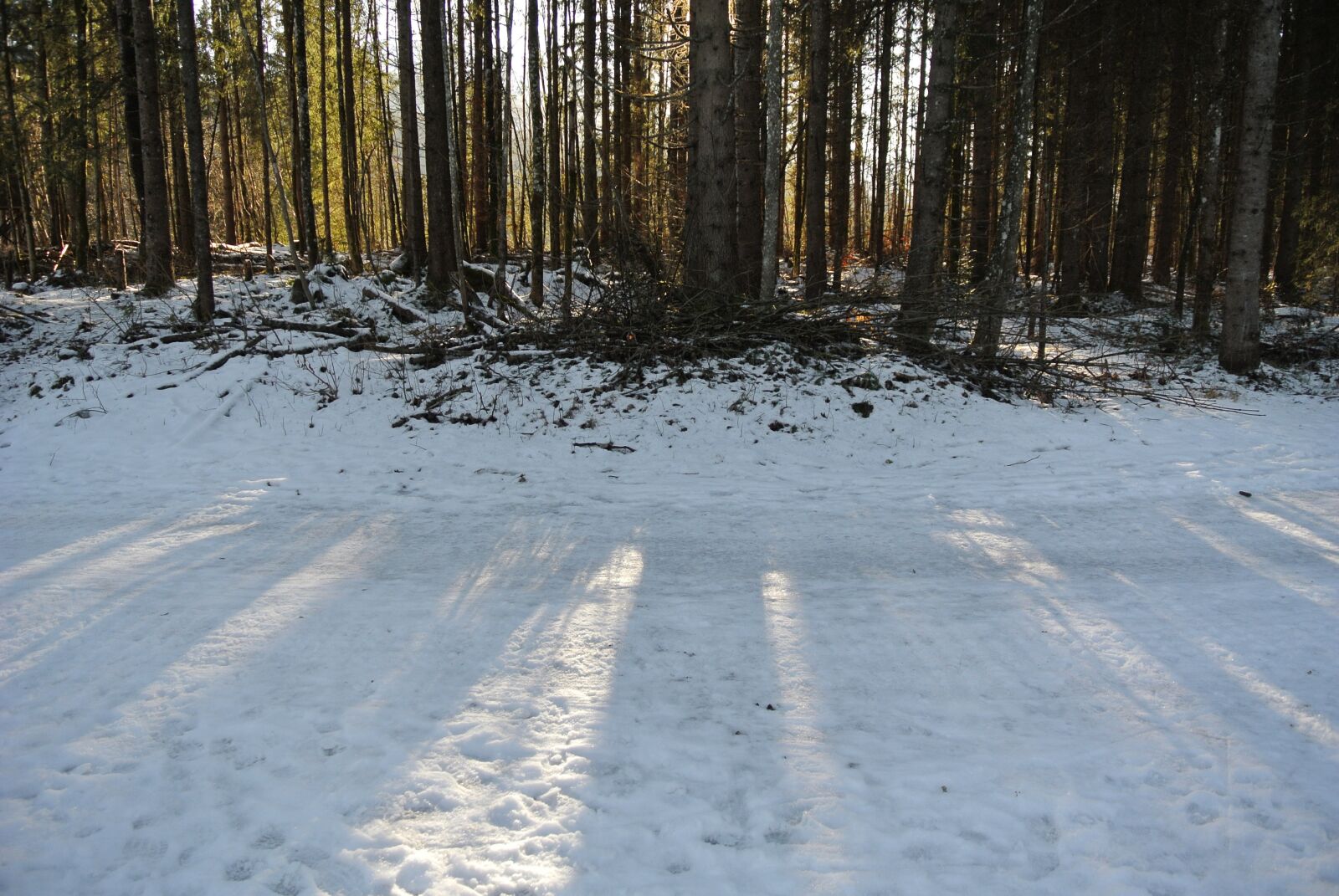 Nikon 1 J1 sample photo. Winter, forest, magic photography