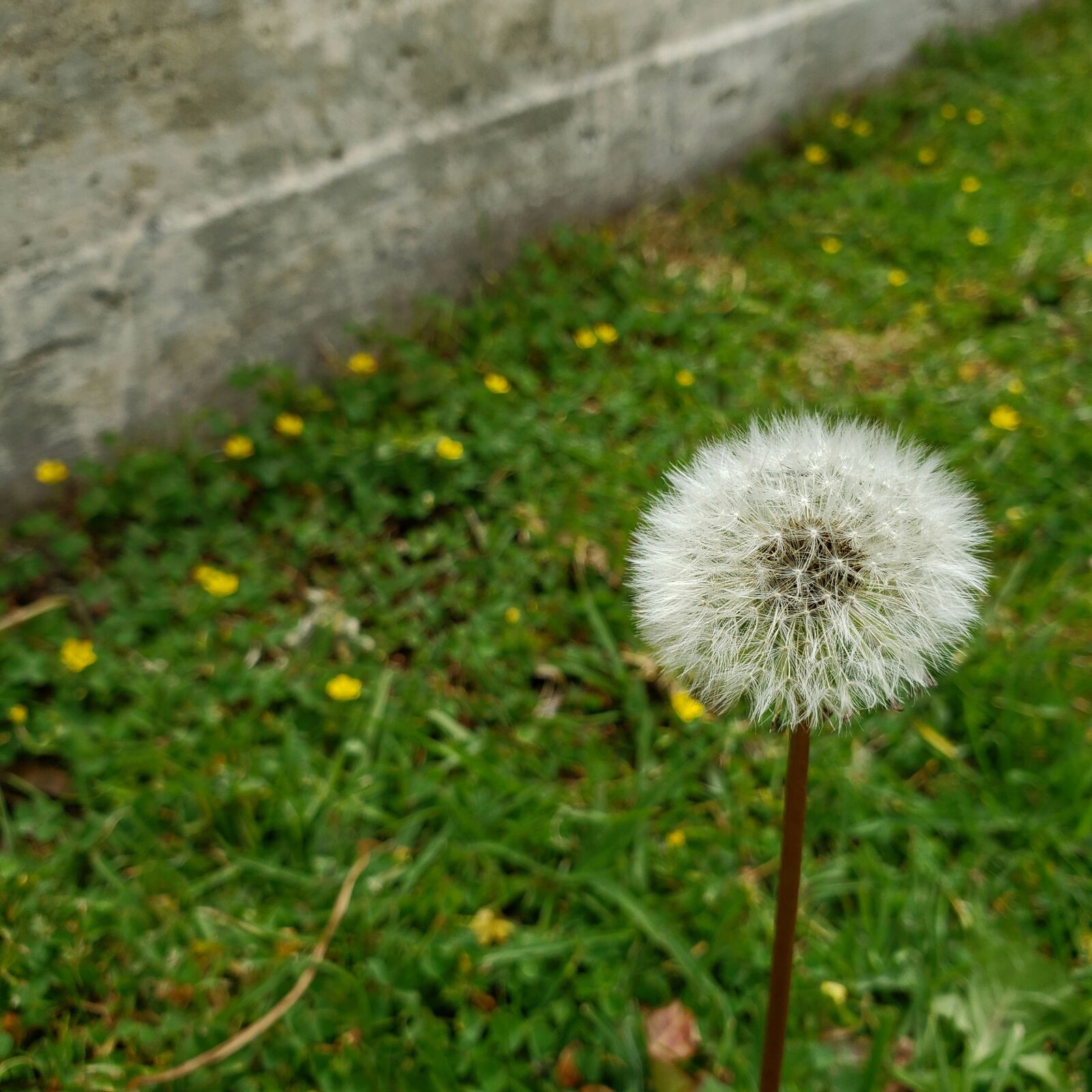 Samsung Galaxy S9 sample photo. Dandelion, nature, grass photography
