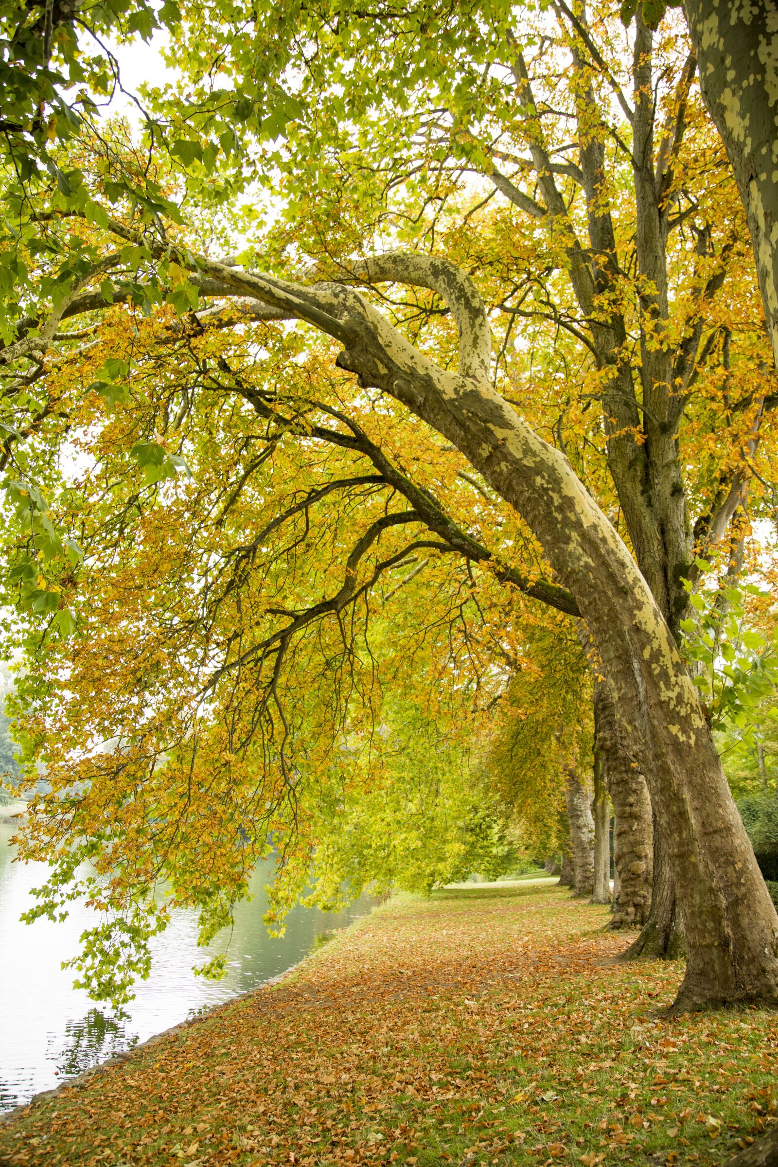 Canon EF 24-105mm F4L IS USM sample photo. Landscape, beautiful, autumn photography