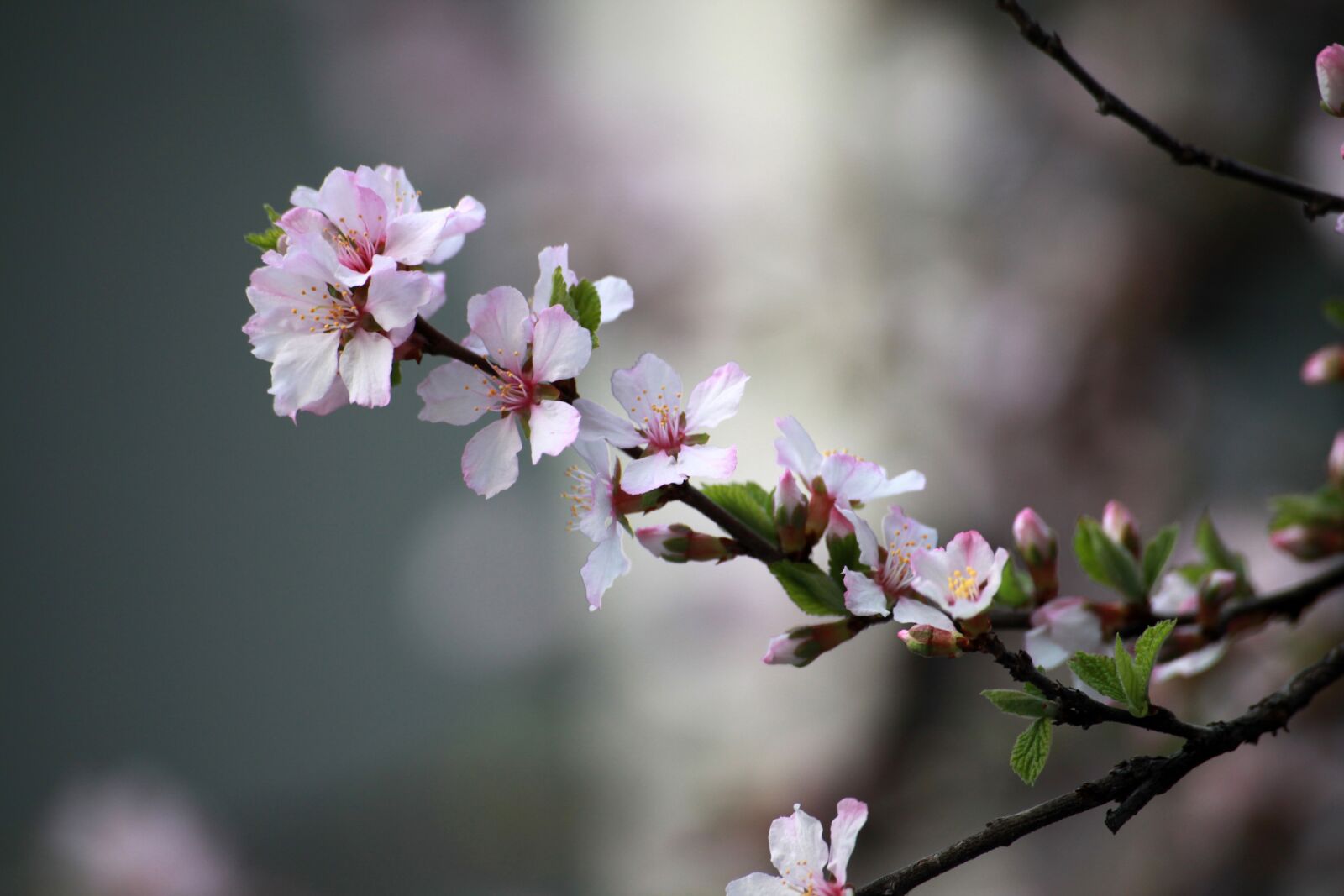 Canon EOS 5D Mark II sample photo. Cherry blossom, spring, flowers photography