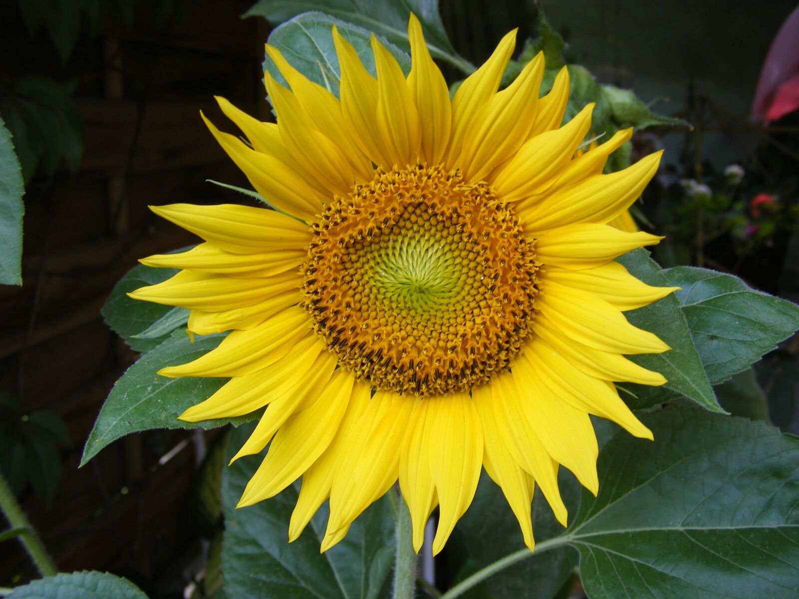 Fujifilm FinePix S5700 S700 sample photo. Flower, yellow, close up photography