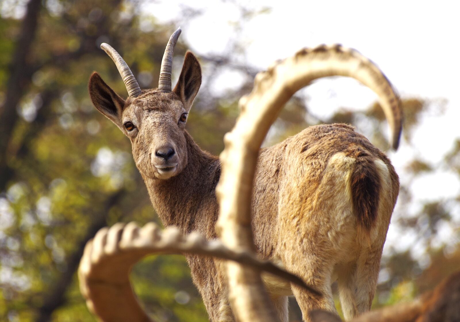Pentax K-30 sample photo. Chamois, capricorn, climb photography