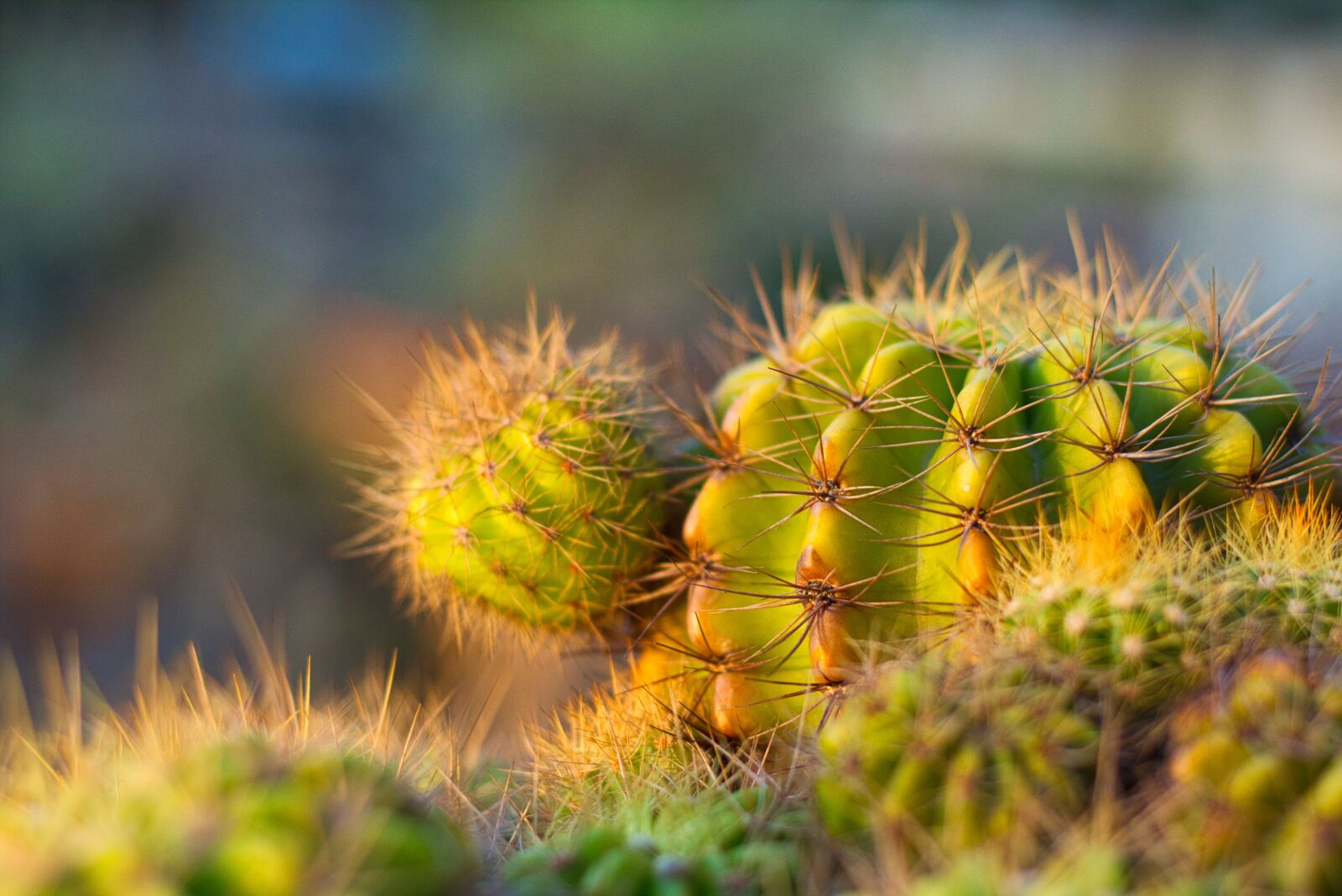 Canon EOS 700D (EOS Rebel T5i / EOS Kiss X7i) + Canon EF 50mm F1.8 STM sample photo. Plant, spikes, thorns photography