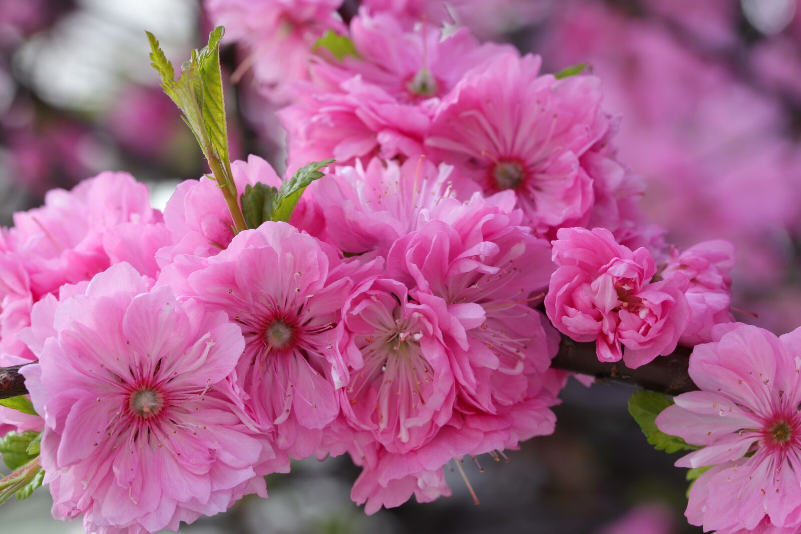 Canon EOS 6D Mark II sample photo. Cherry tree, fold cherry photography